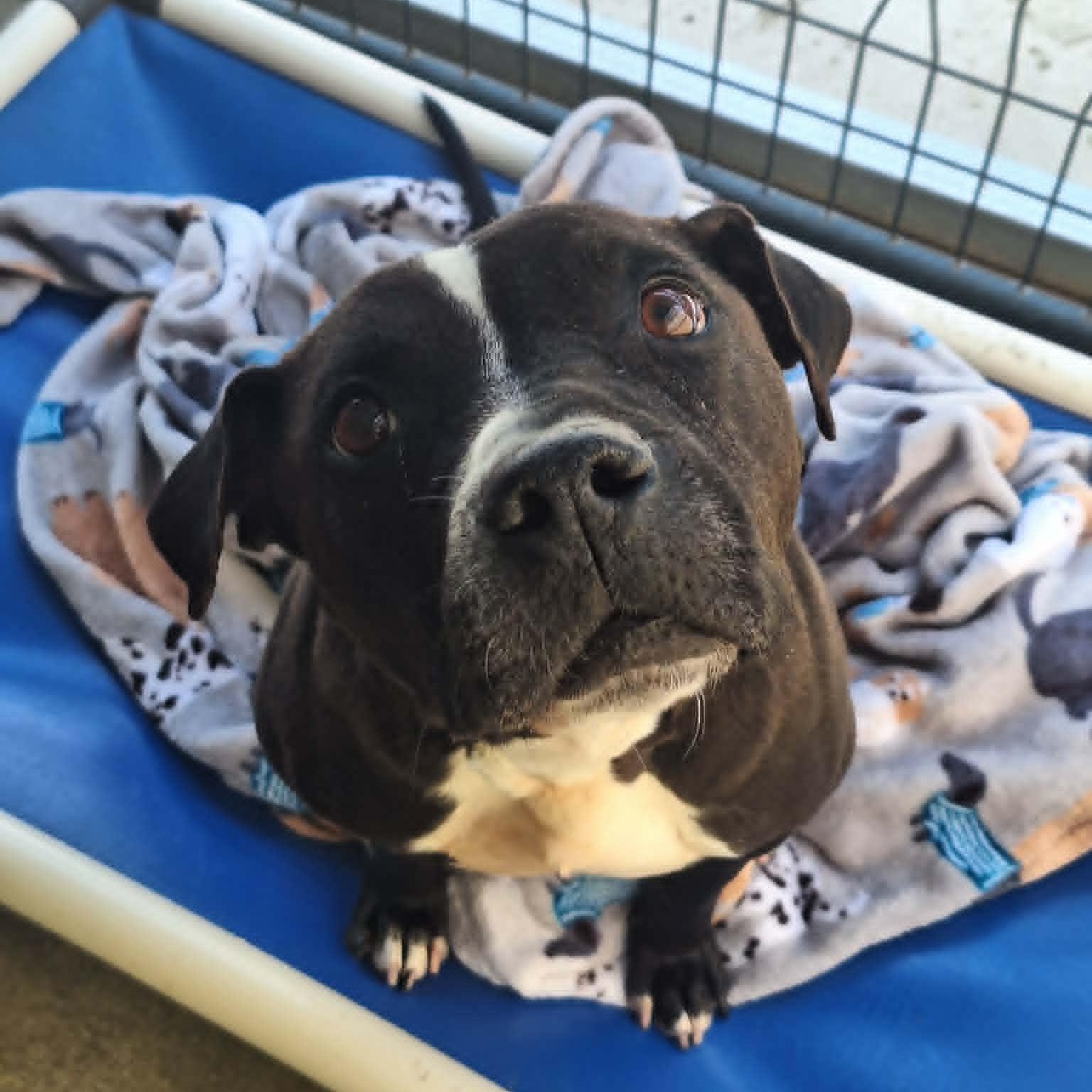 Enlarge Skunky, a Adoptable mixed breed in Anderson, IN image 1/4