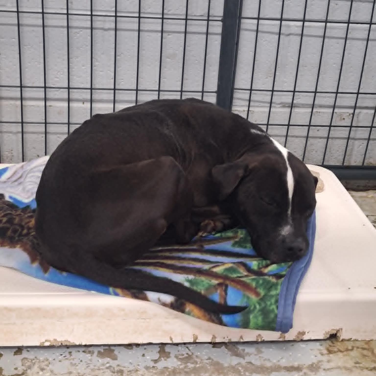 Skunky, Adoptable, Adult Male Pit Bull Terrier.