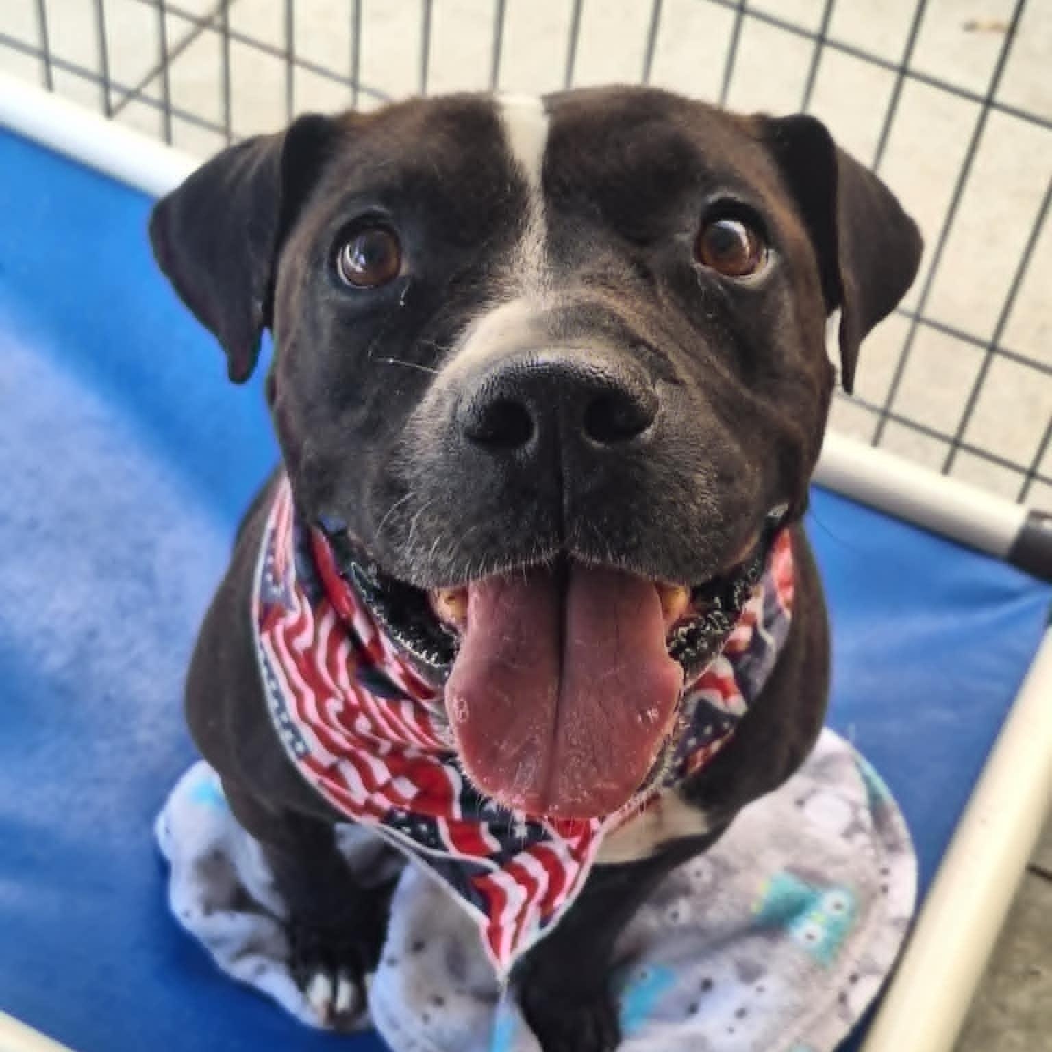 Skunky, Adoptable, Adult Male Pit Bull Terrier.