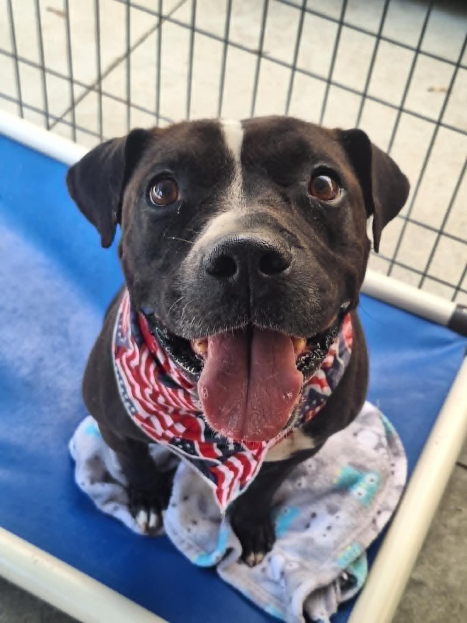 Skunky, a Adoptable mixed breed in Anderson, IN image 1/3