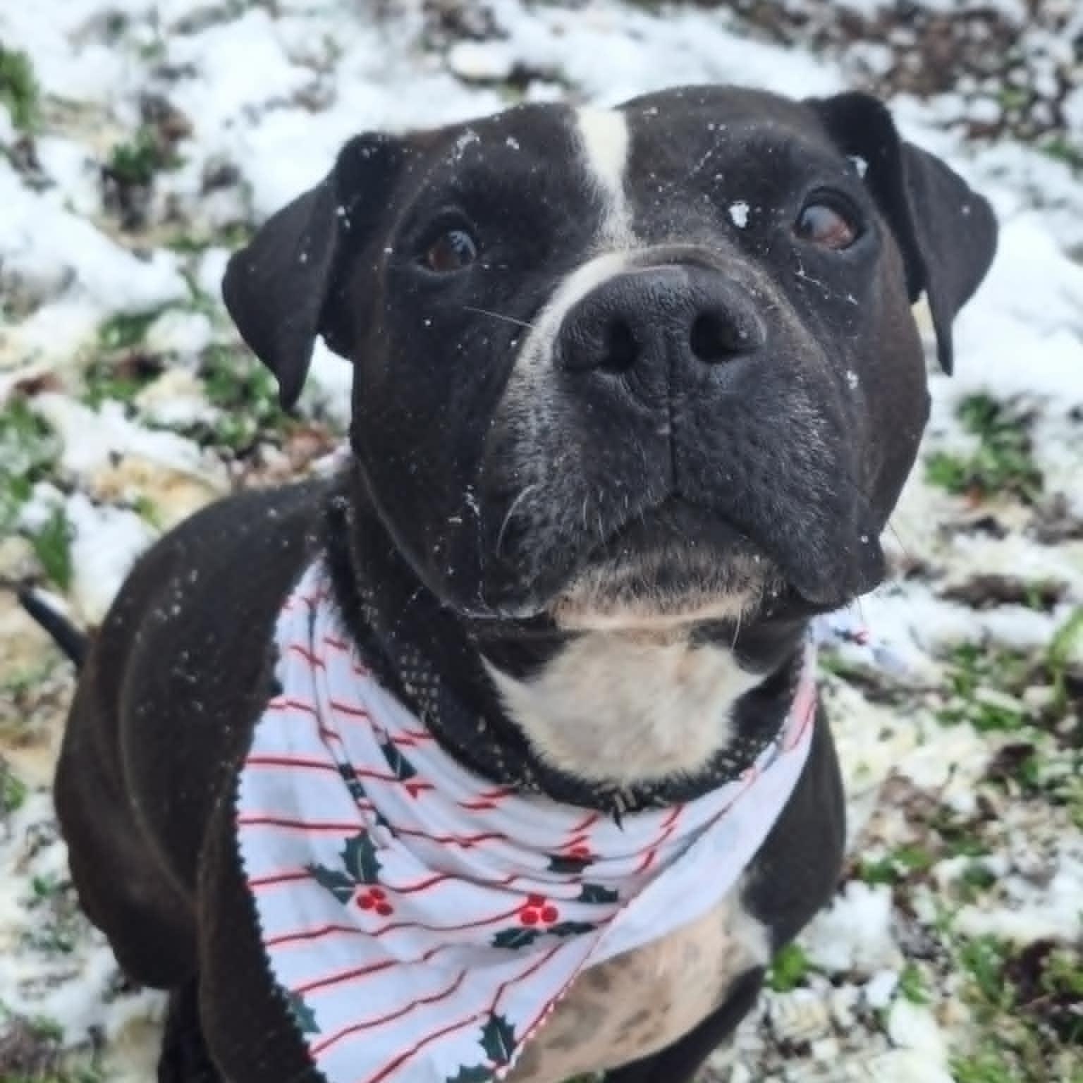 Enlarge Skunky, a Adoptable mixed breed in Anderson, IN image 3/4