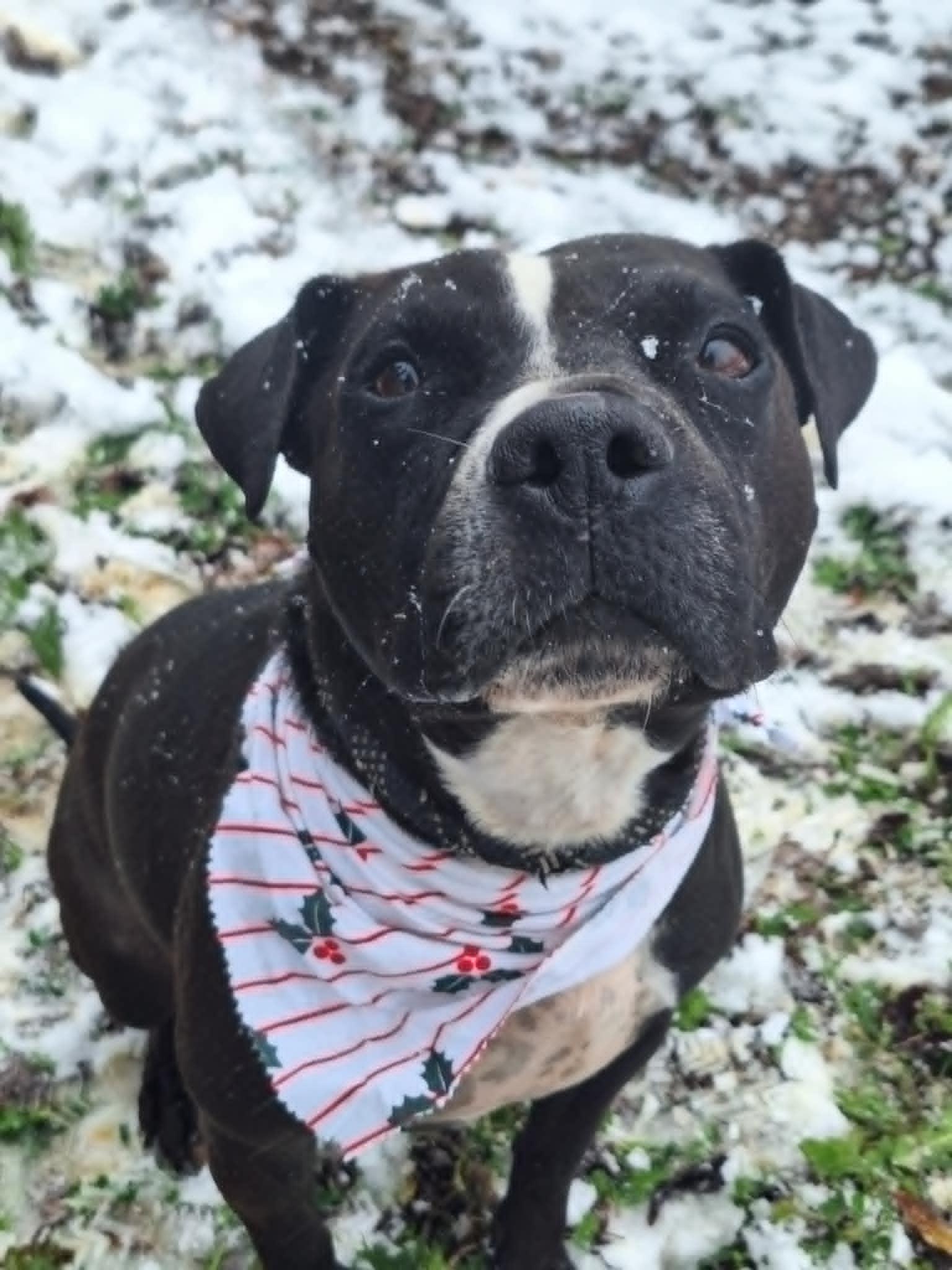 Skunky, a Adoptable mixed breed in Anderson, IN image 2/3
