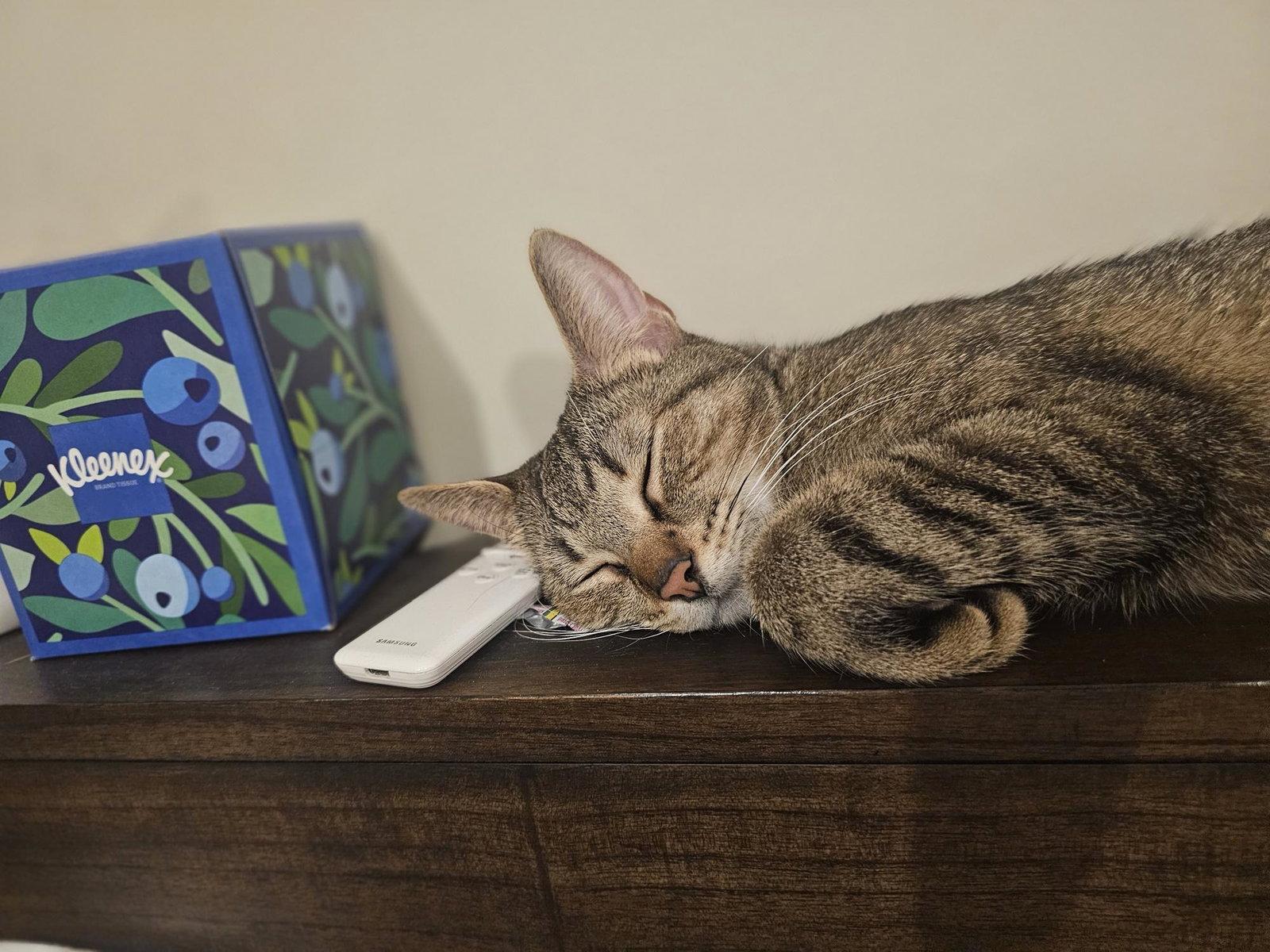 MAHJONG, Adopted, Young Female Tabby & Domestic Short Hair.