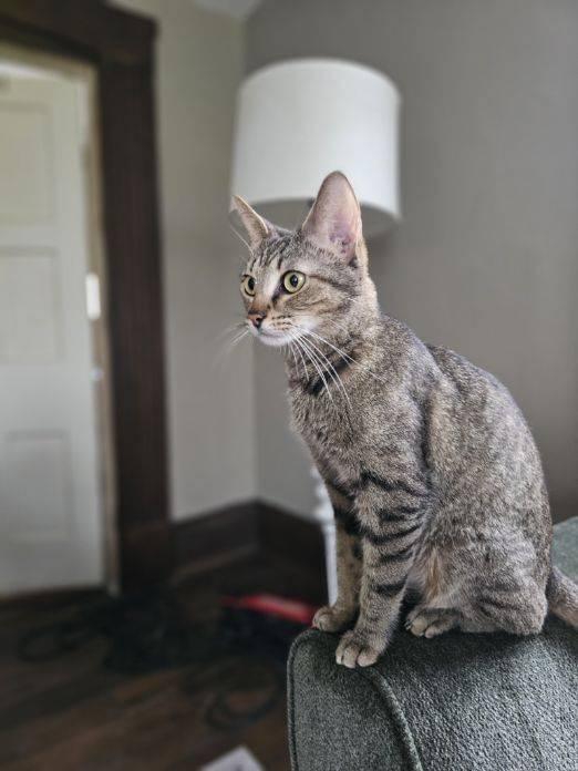 MAHJONG, a Adopted mixed breed in Northfield, OH image 2/3