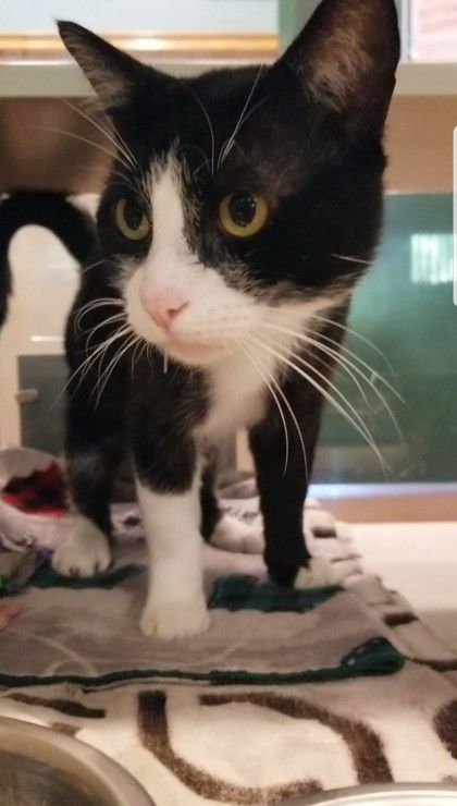 Hector, an adoptable Domestic Short Hair in Stanwood, WA, 98292 | Photo Image 1