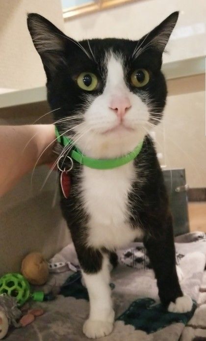 Hector, an adoptable Domestic Short Hair in Stanwood, WA, 98292 | Photo Image 2