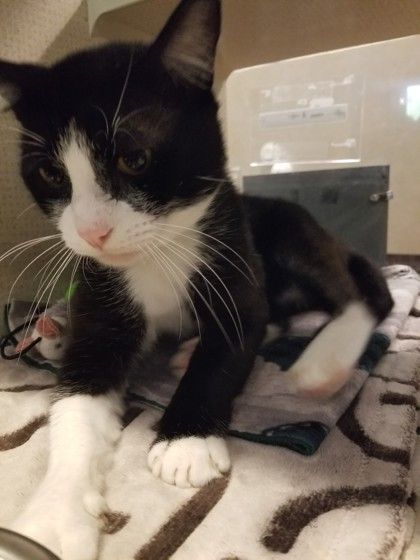 Hector, an adoptable Domestic Short Hair in Stanwood, WA, 98292 | Photo Image 3