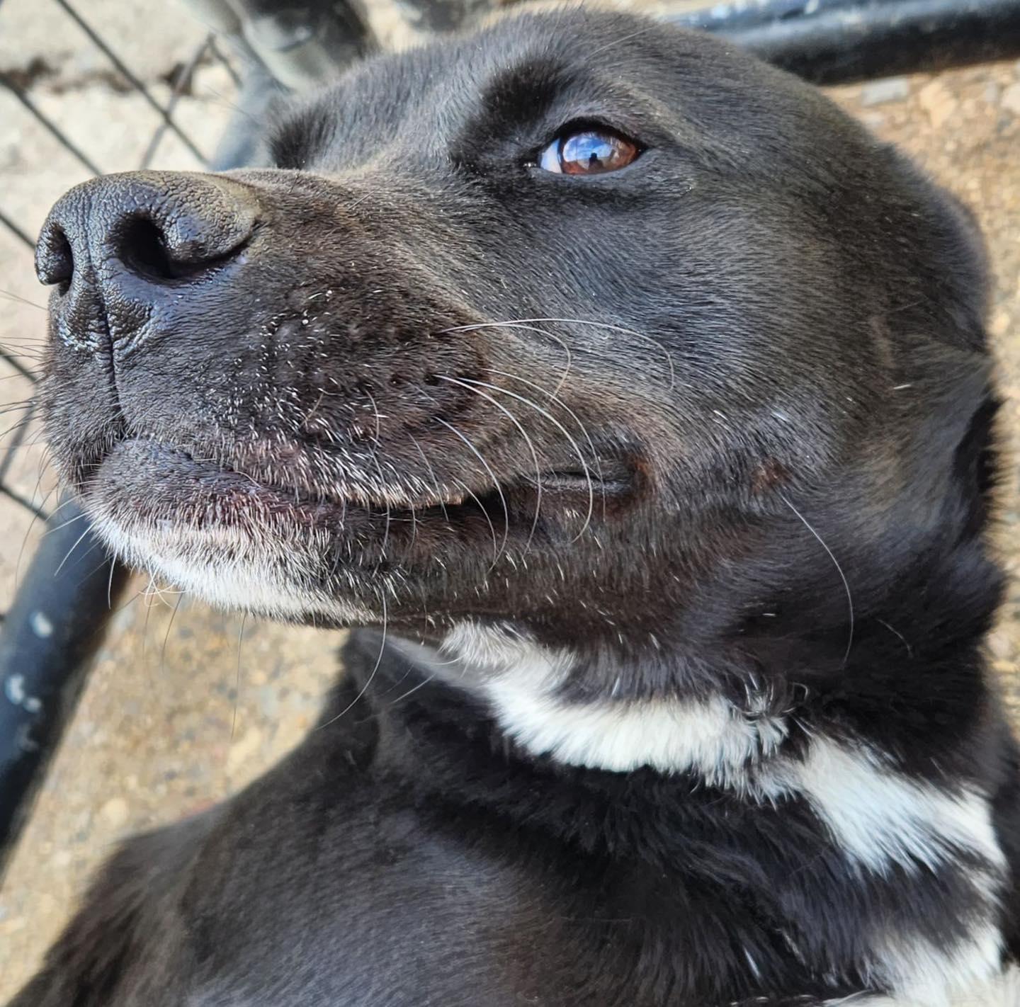 SAFFRON- Needs a foster/forever home!