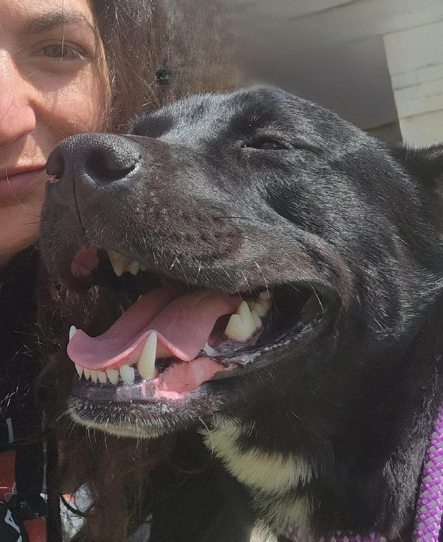 SAFFRON- Needs a foster/forever home! — thumbnail 2