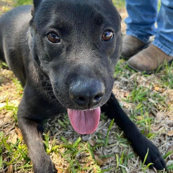 SAFFRON- Needs a foster/forever home! — thumbnail 3