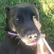 SAFFRON- Needs a foster/forever home!