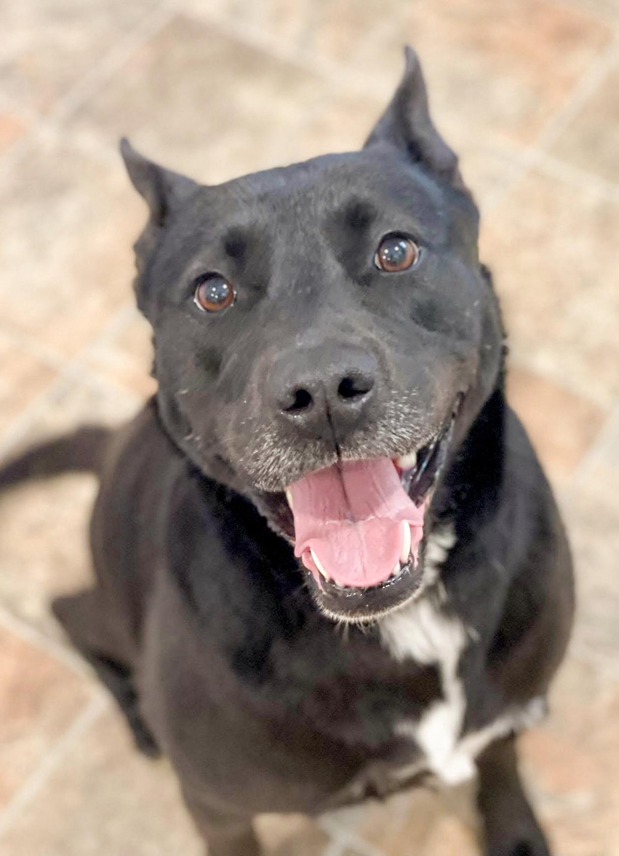 SAFFRON- Needs a foster/forever home! — thumbnail 4