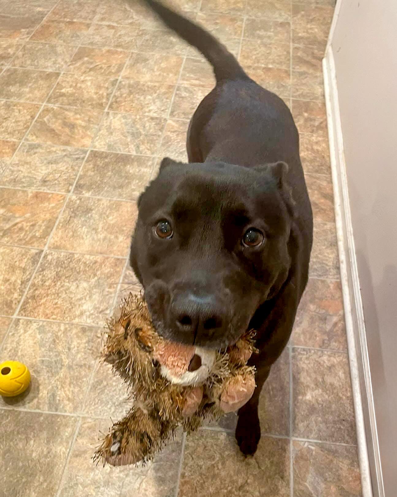 SAFFRON- Needs a foster/forever home! — thumbnail 6