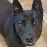 SAFFRON- Needs a foster/forever home!