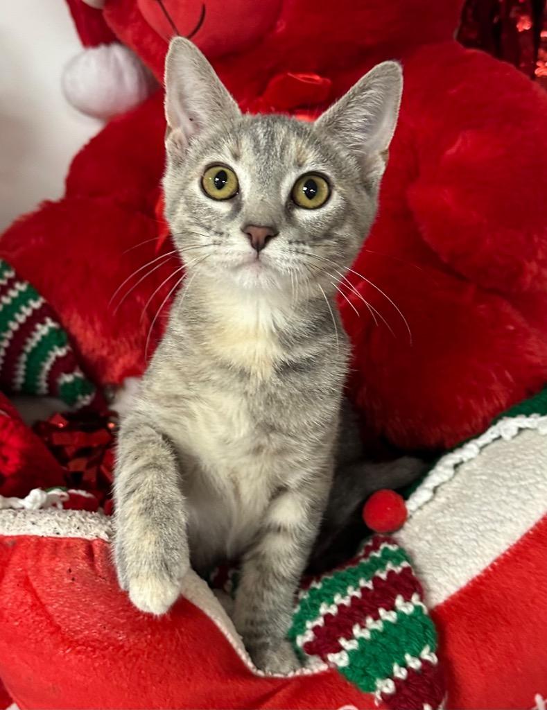 8/20/25 - Sylvie, Adoptable, Kitten Female Domestic Short Hair.
