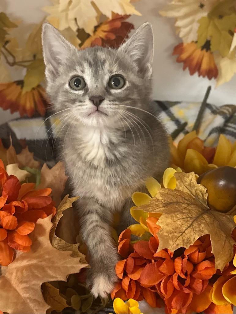 Enlarge 8/20/25 - Sylvie, a Adoptable mixed breed in Stillwater, OK image 2/2