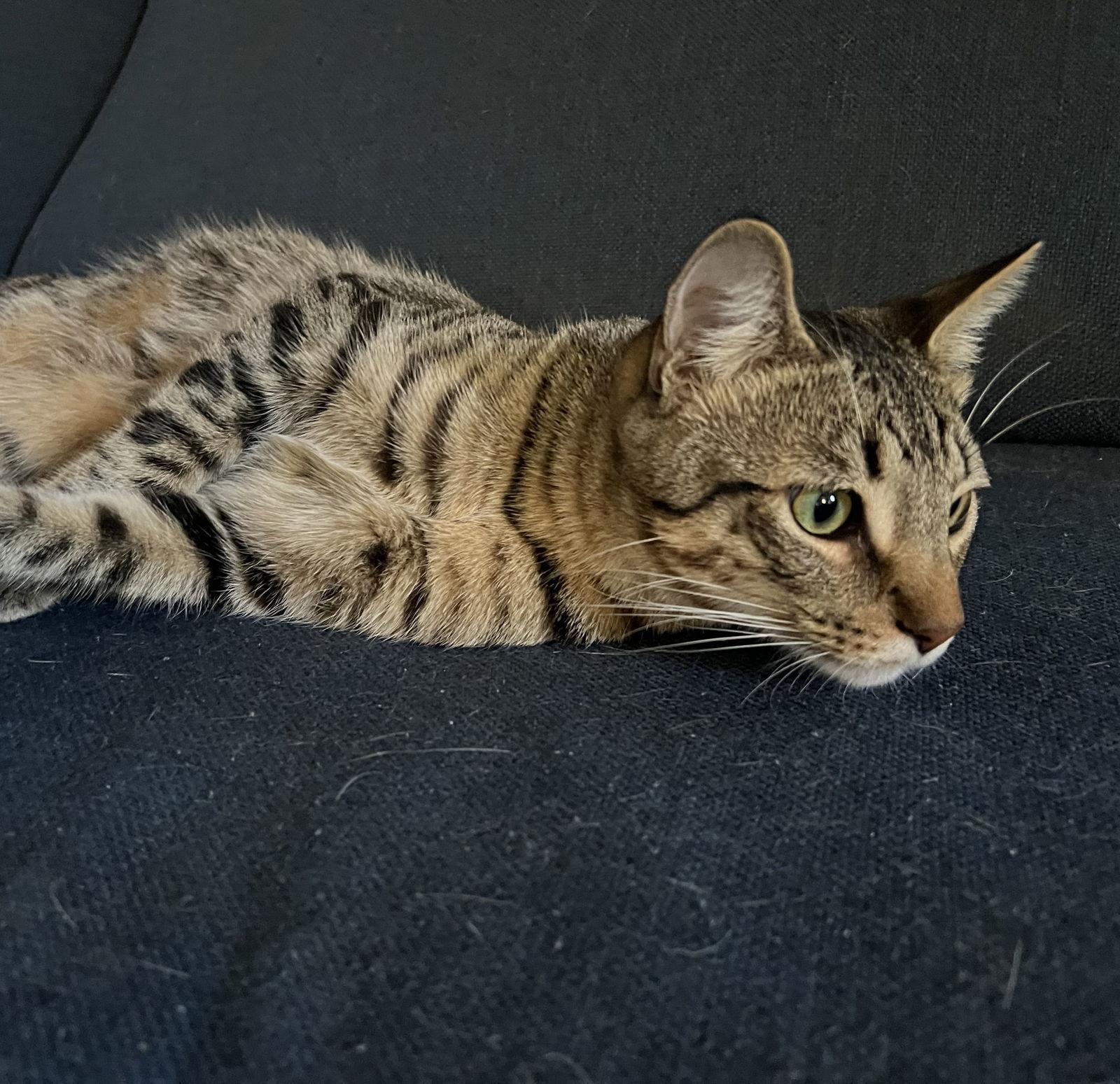Enlarge Jasper bonded-to-Karma, a Adoptable Tabby in Bellingham, WA image 2/3