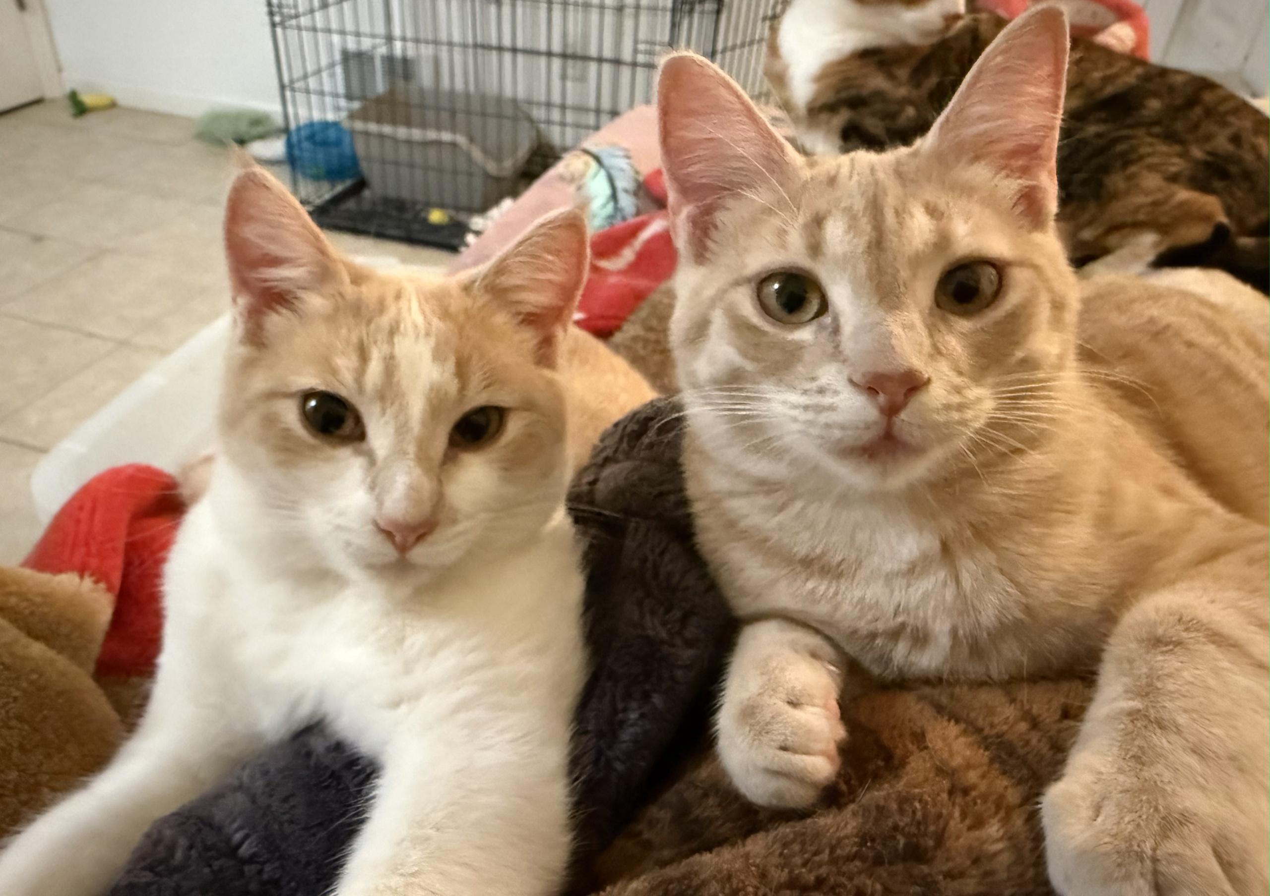 Georgia & Peaches - Sweet, Loving Gals!, adoptable, Young Female Domestic Short Hair.
