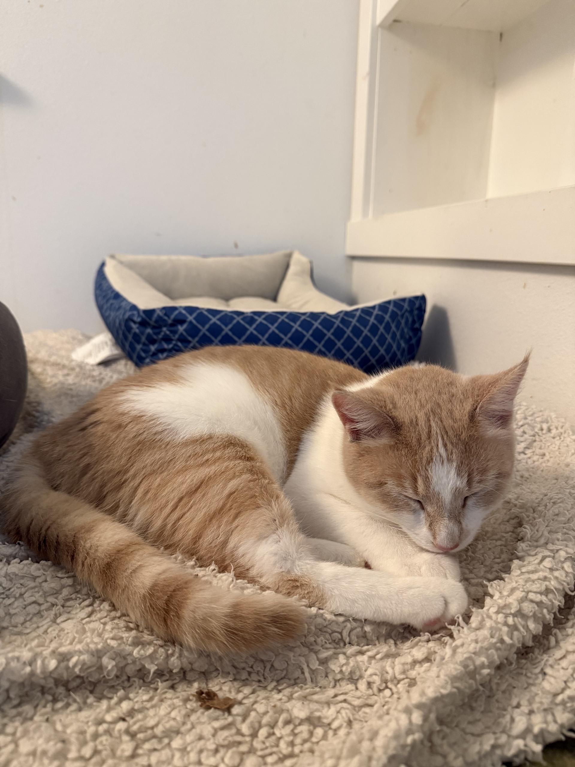Enlarge Georgia & Peaches - Sweet, Loving Gals!, an adoptable Domestic Short Hair in Seattle, WA image 2/4