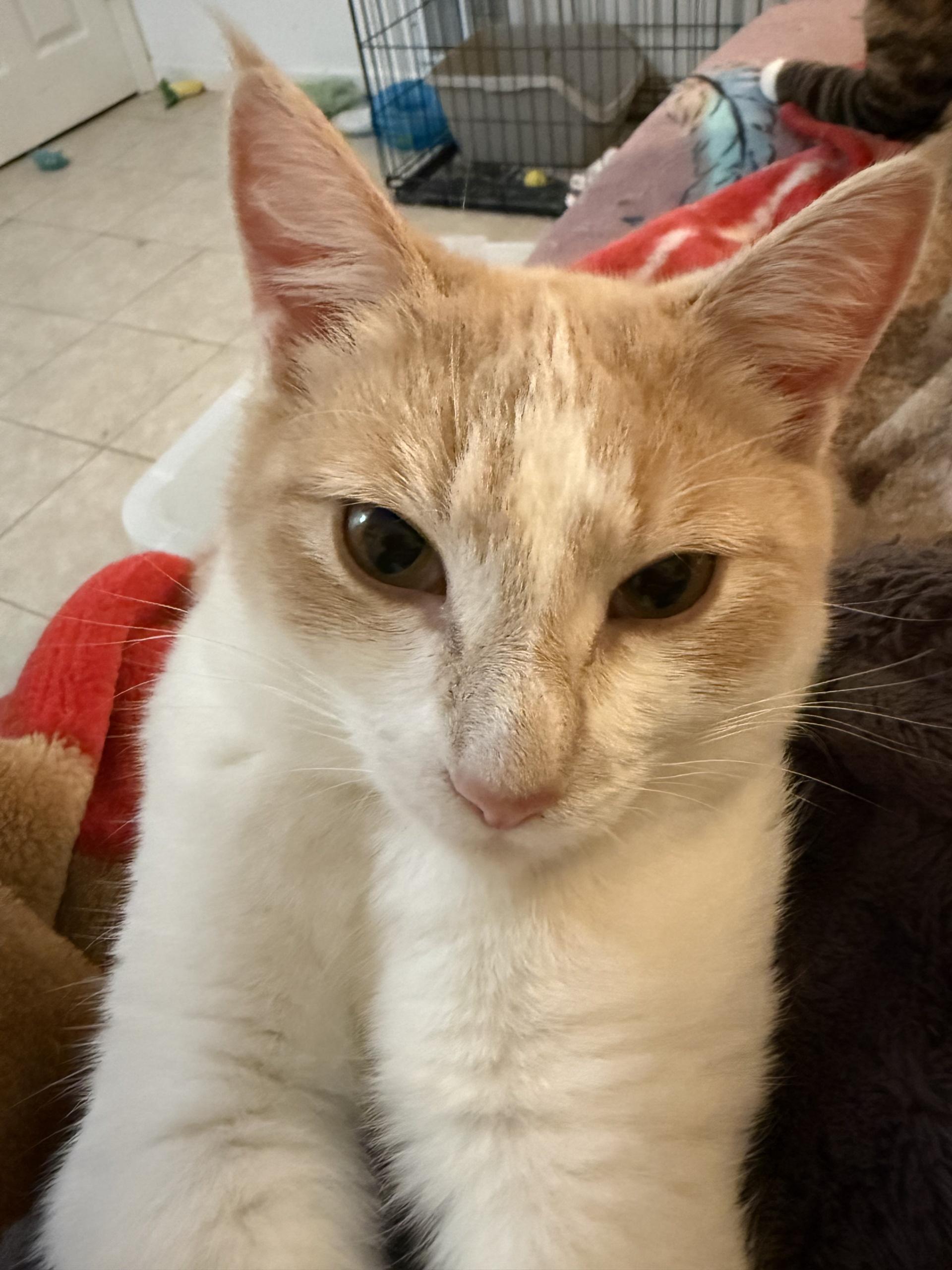 Enlarge Georgia & Peaches - Sweet, Loving Gals!, an adoptable Domestic Short Hair in Seattle, WA image 4/4
