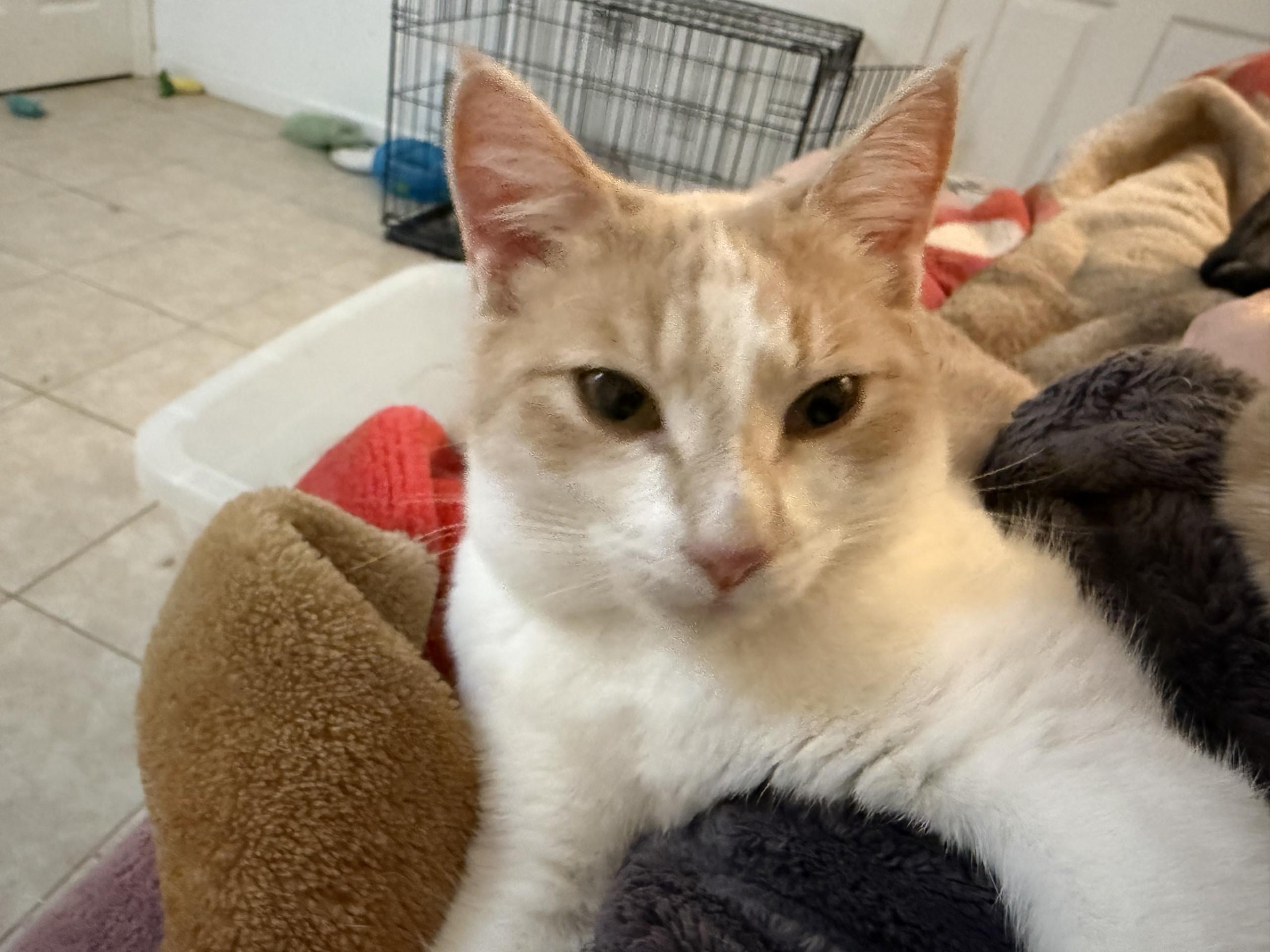 Enlarge Georgia & Peaches - Sweet, Loving Gals!, an adoptable Domestic Short Hair in Seattle, WA image 3/4