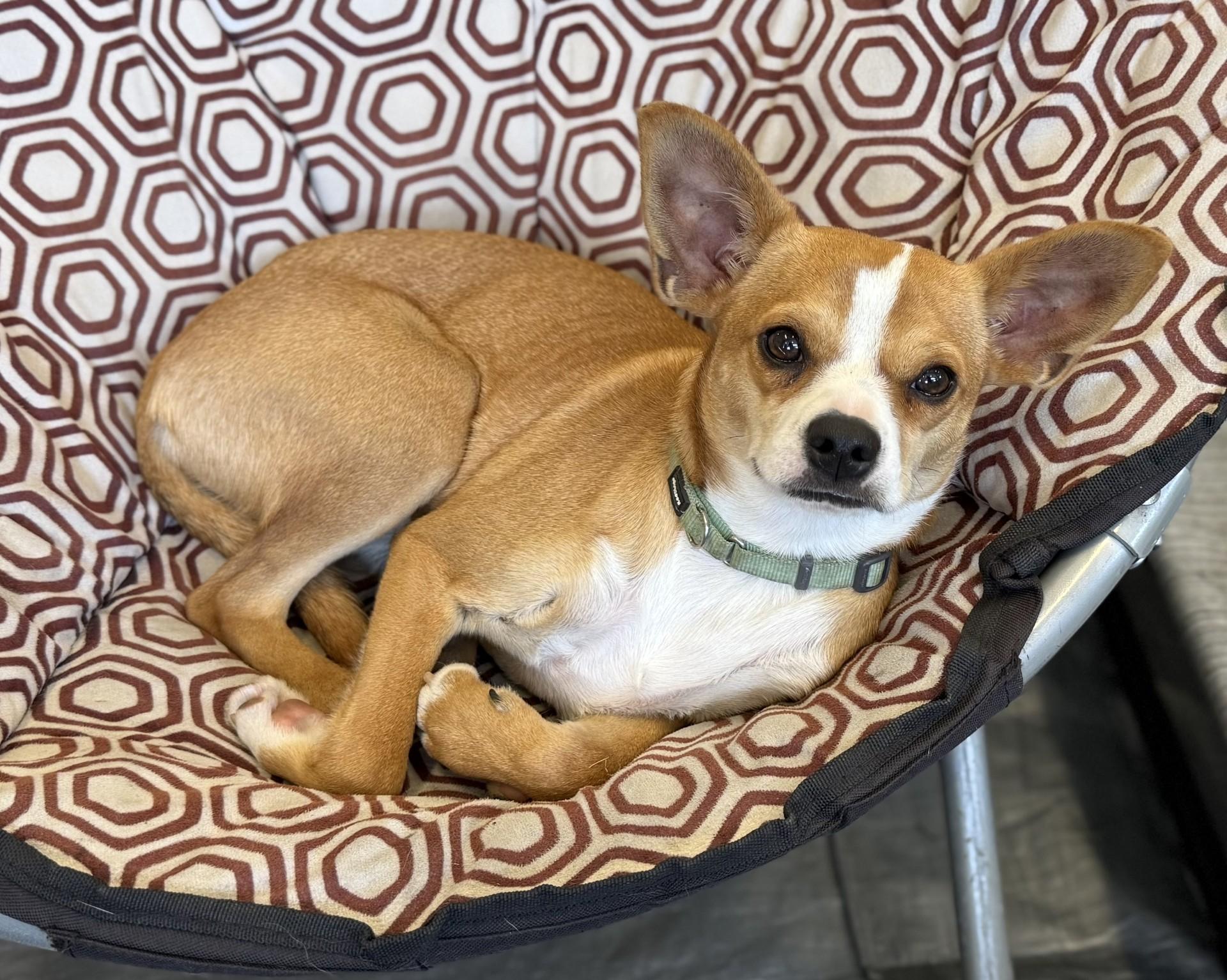 Caprice, a ADOPTABLE mixed breed in Los Alamitos, CA image 3/6