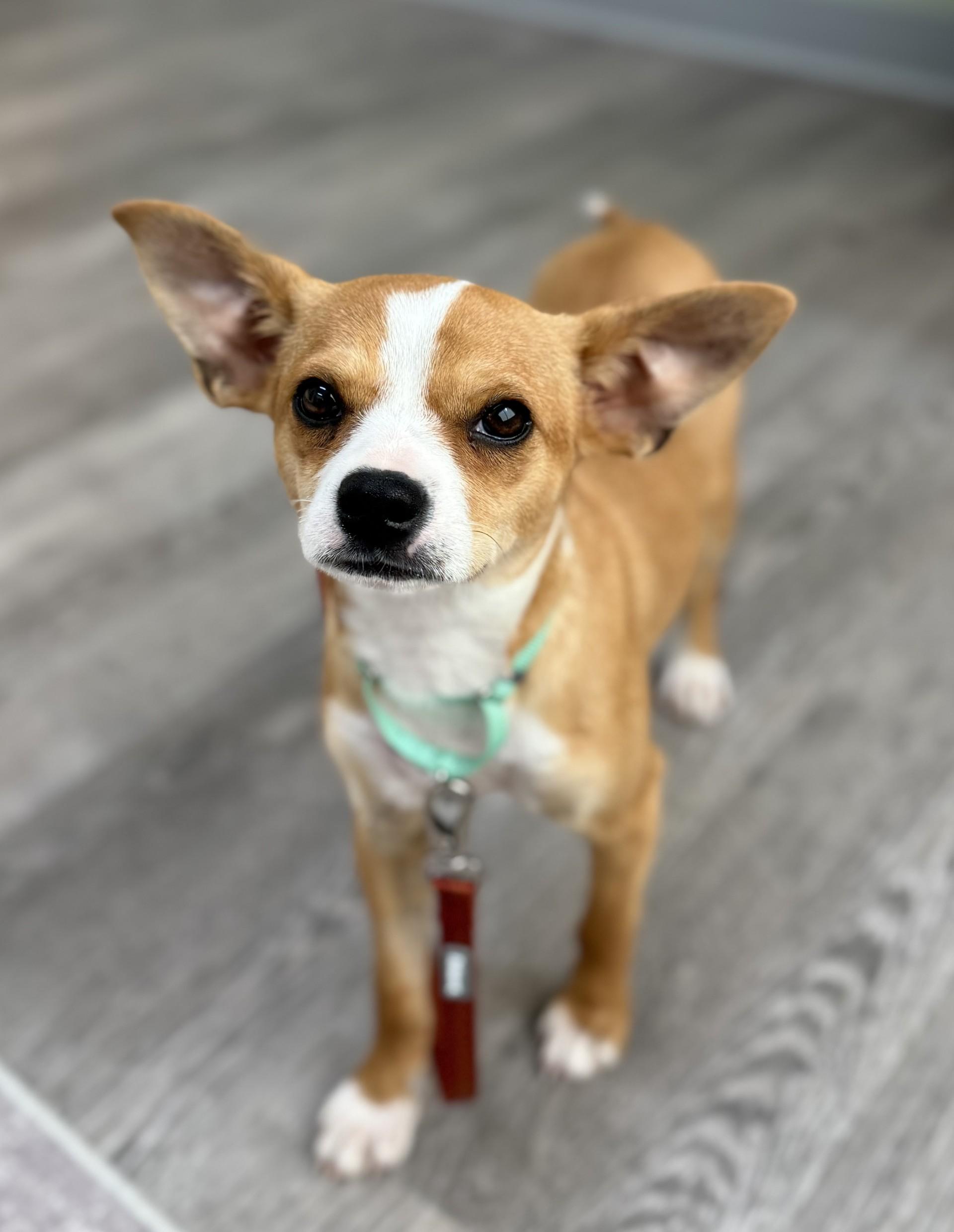 Enlarge Caprice, a ADOPTABLE mixed breed in Los Alamitos, CA image 5/6