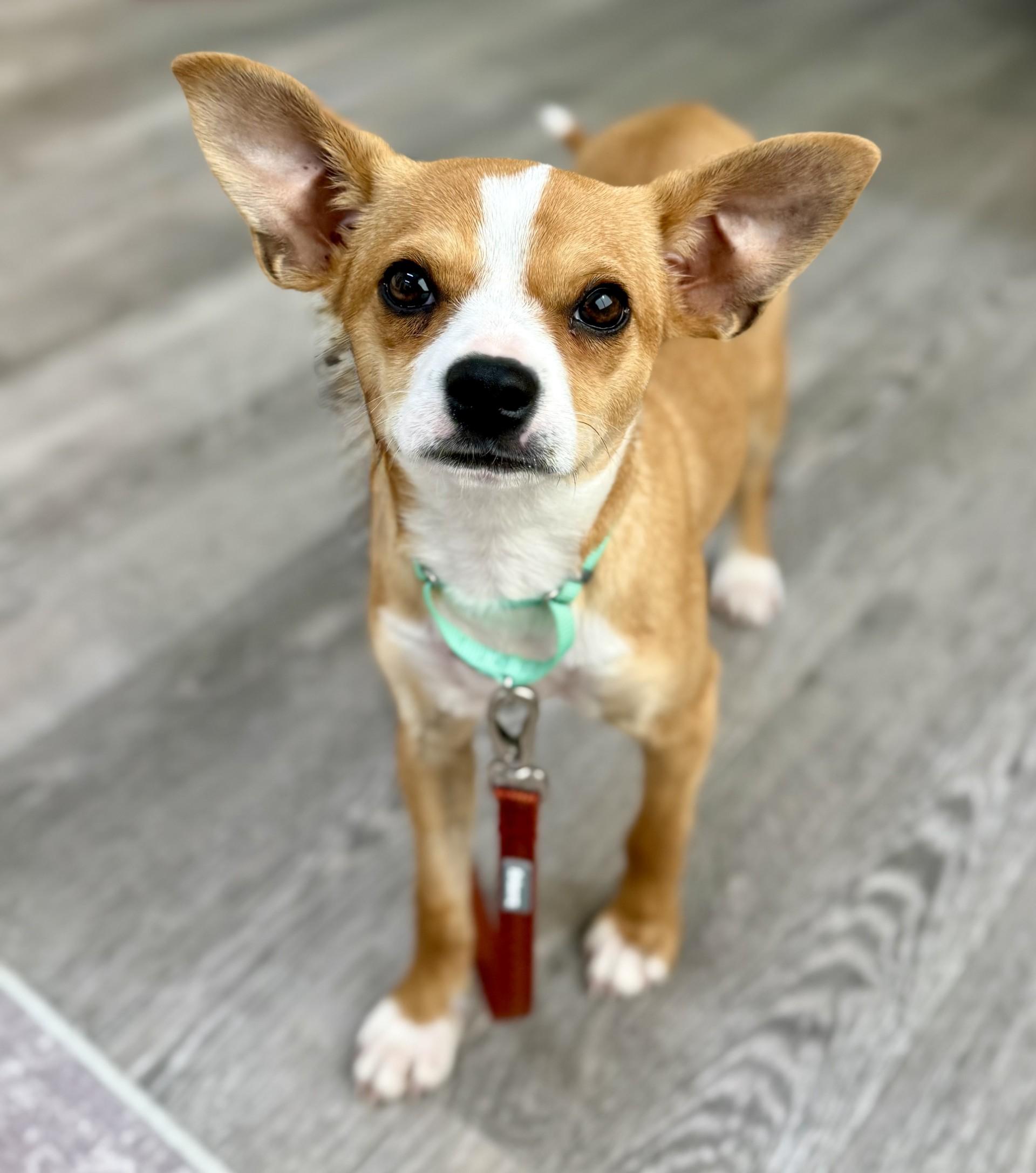 Enlarge Caprice, a ADOPTABLE mixed breed in Los Alamitos, CA image 1/6