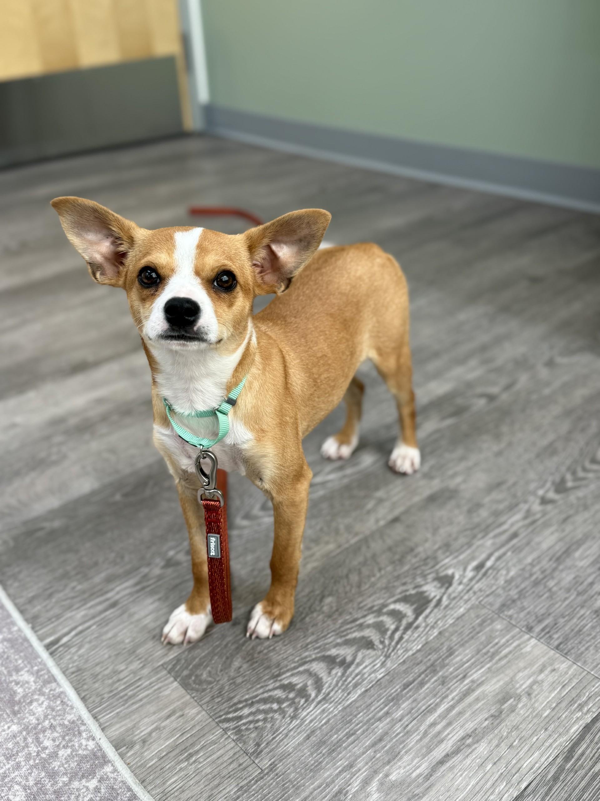 Enlarge Caprice, a ADOPTABLE mixed breed in Los Alamitos, CA image 4/6