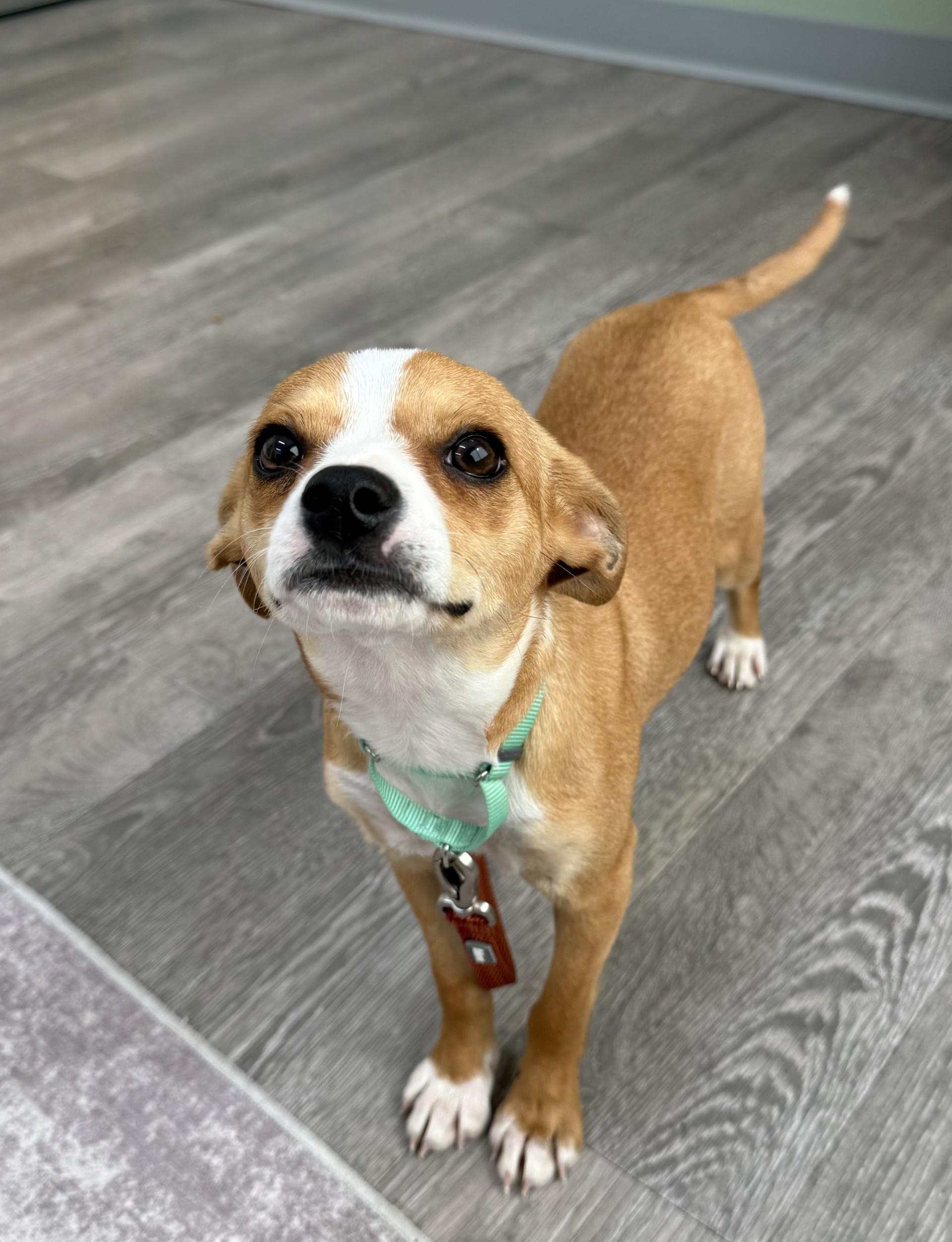 Enlarge Caprice, a ADOPTABLE mixed breed in Los Alamitos, CA image 3/6