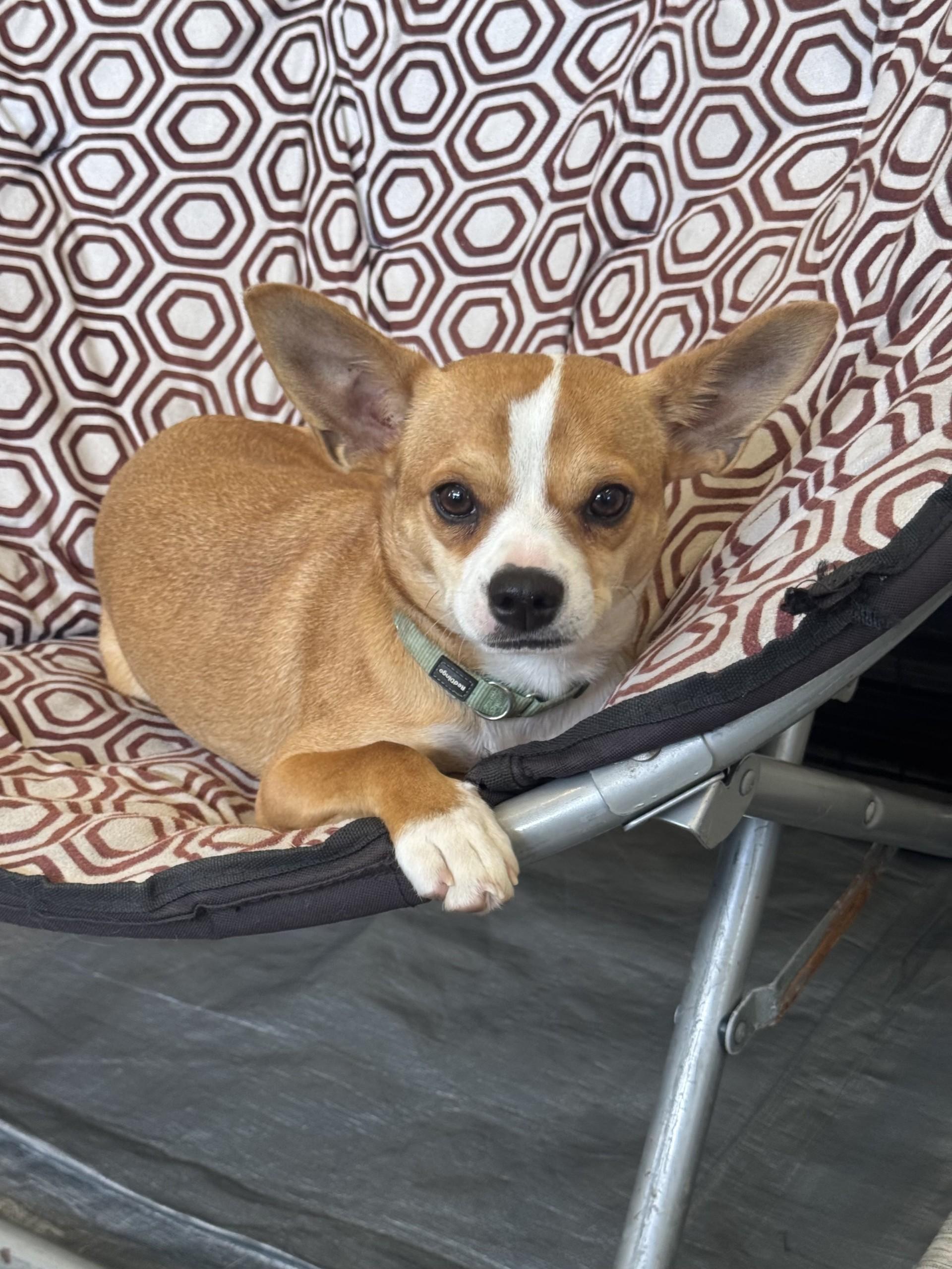 Caprice, a ADOPTABLE mixed breed in Los Alamitos, CA image 4/6