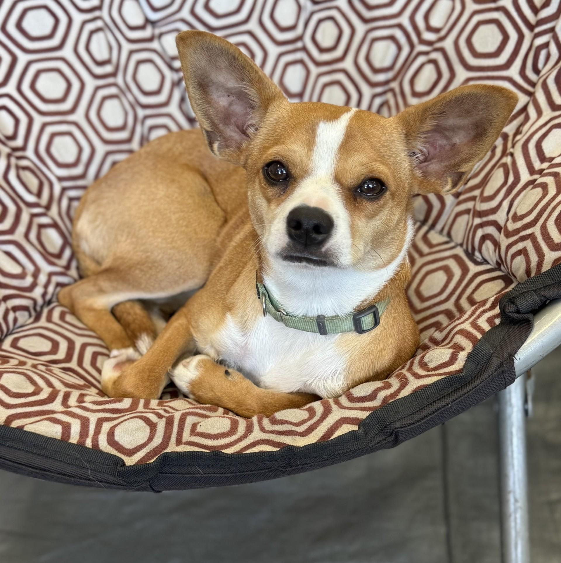 Caprice, ADOPTABLE, Puppy Female Chihuahua & Terrier.