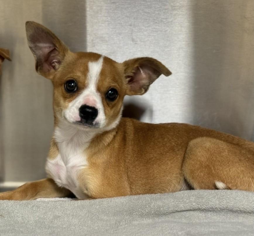 Enlarge Caprice, a ADOPTABLE mixed breed in Los Alamitos, CA image 6/6