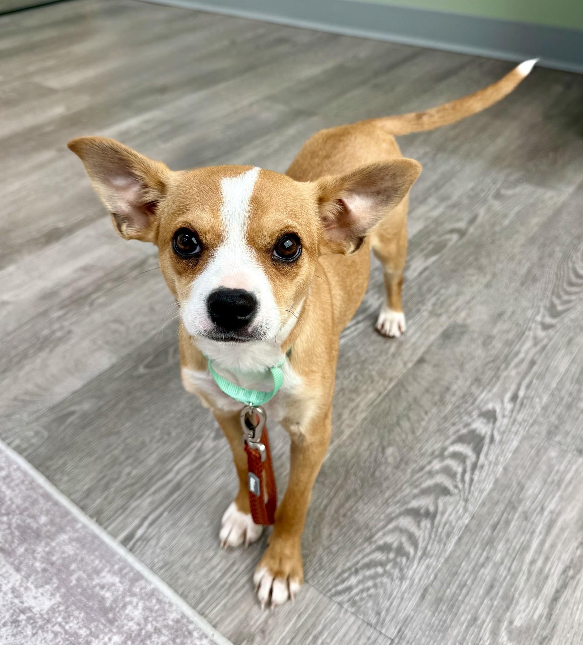 Enlarge Caprice, a ADOPTABLE mixed breed in Los Alamitos, CA image 2/6