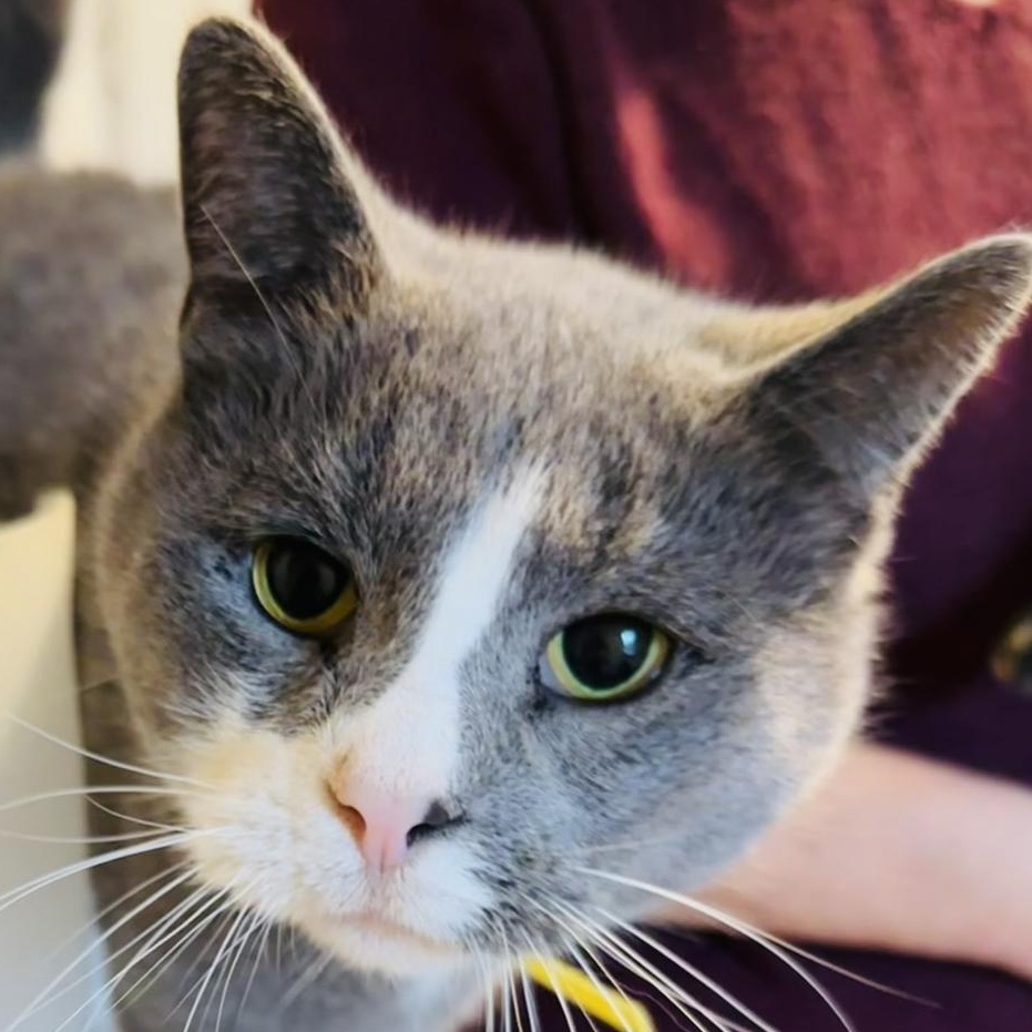 Jim Neighbors, Adoptable, Adult Male Domestic Short Hair.