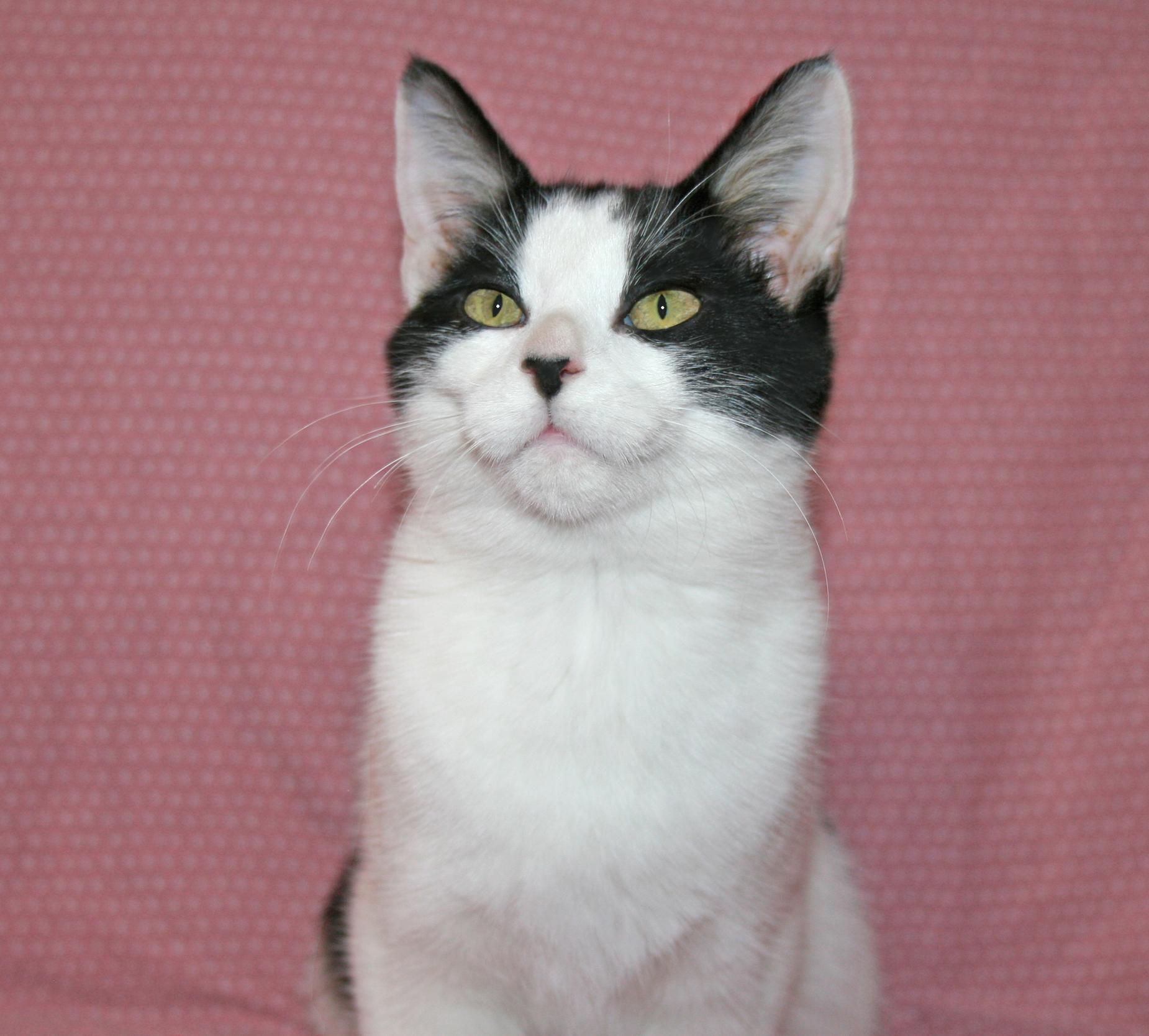 Enlarge Sylvie, a ADOPTABLE Domestic Short Hair in Victoria, MN image 3/3
