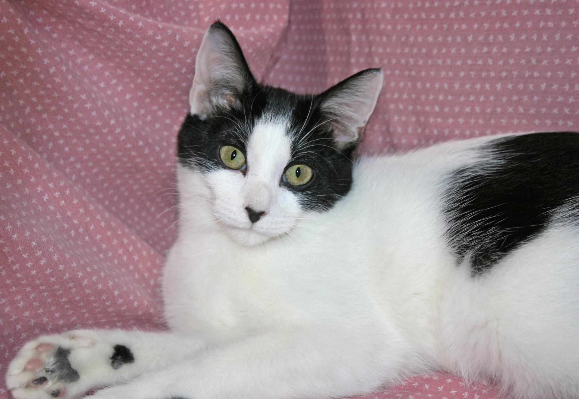 Sylvie, ADOPTABLE, Young Female Domestic Short Hair.