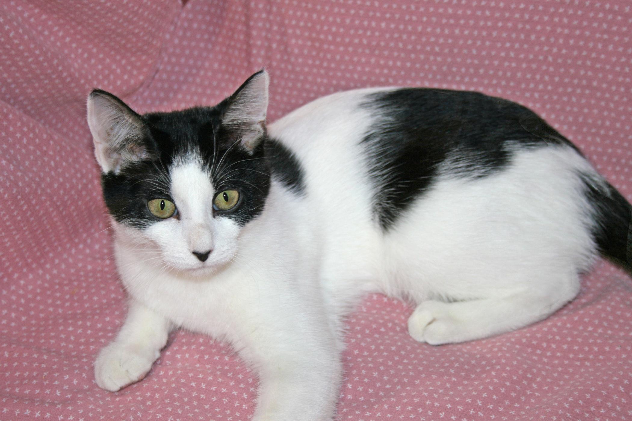 Enlarge Sylvie, a ADOPTABLE Domestic Short Hair in Victoria, MN image 2/3
