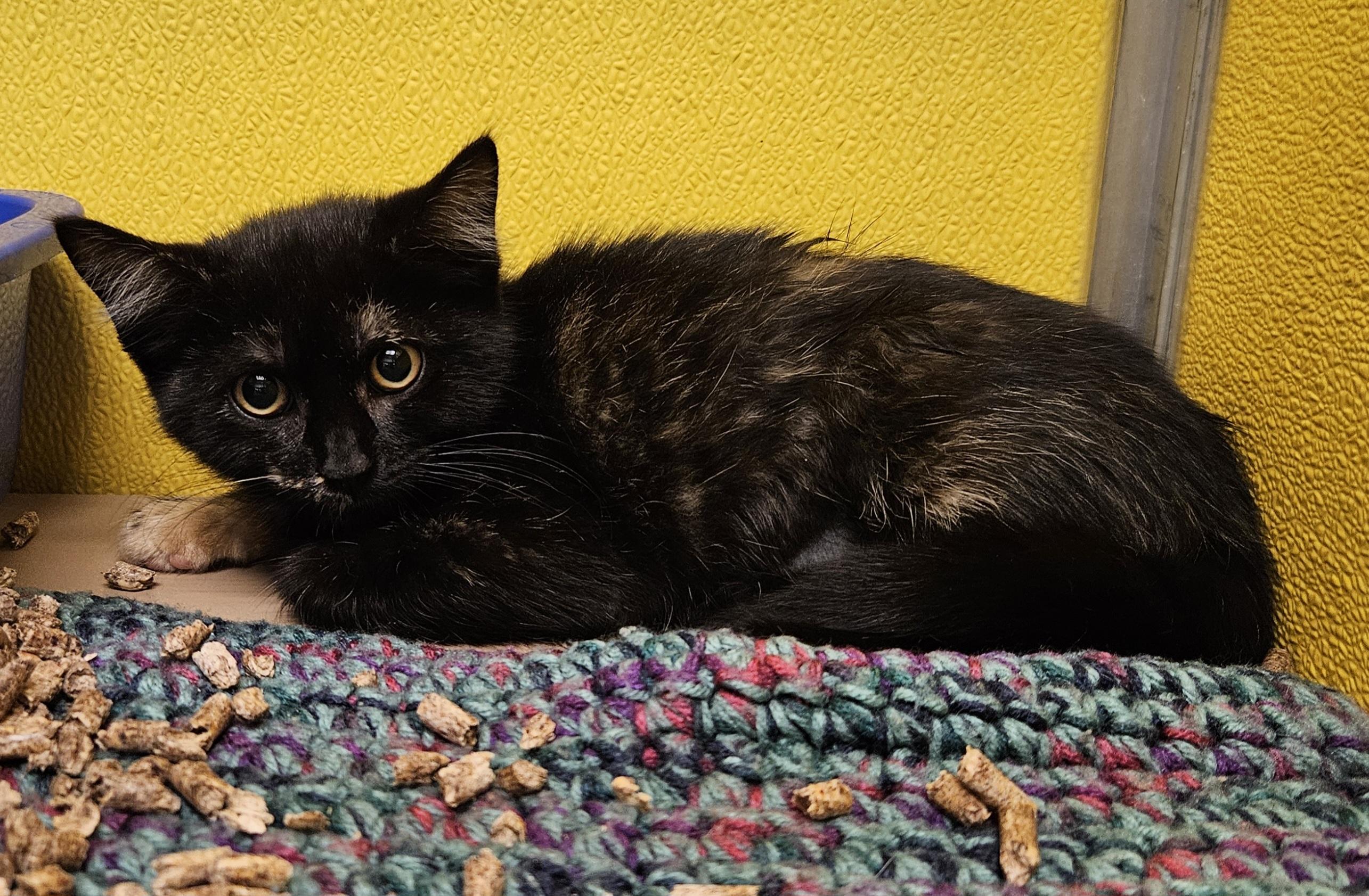 Enlarge Snickers, a ADOPTABLE Domestic Medium Hair in Fall River, MA image 1/1