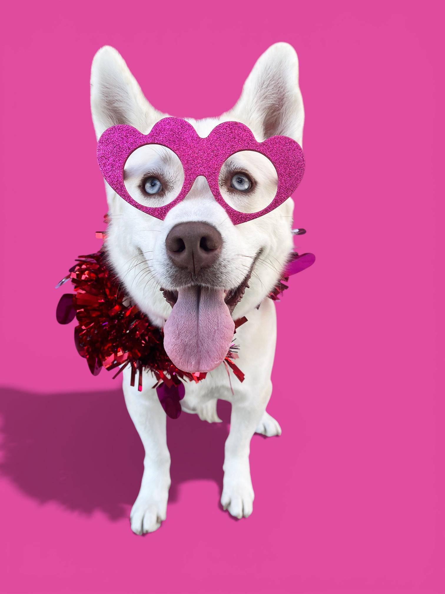 Enlarge Foxxy- ADOPT Me!! URGENT FOSTER NEEDED!, a Adoptable mixed breed in Redondo Beach, CA image 6/6