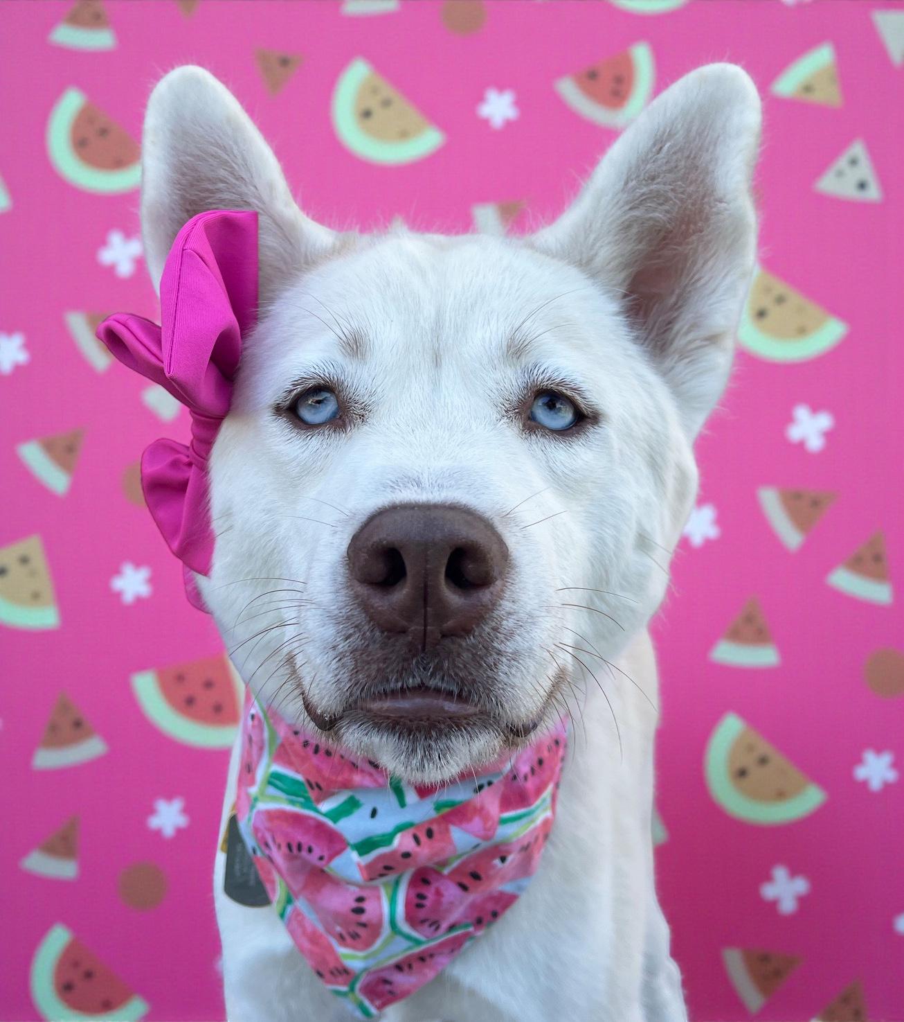 Foxxy- ADOPT Me!! URGENT FOSTER NEEDED!, a Adoptable mixed breed in Redondo Beach, CA image 1/6