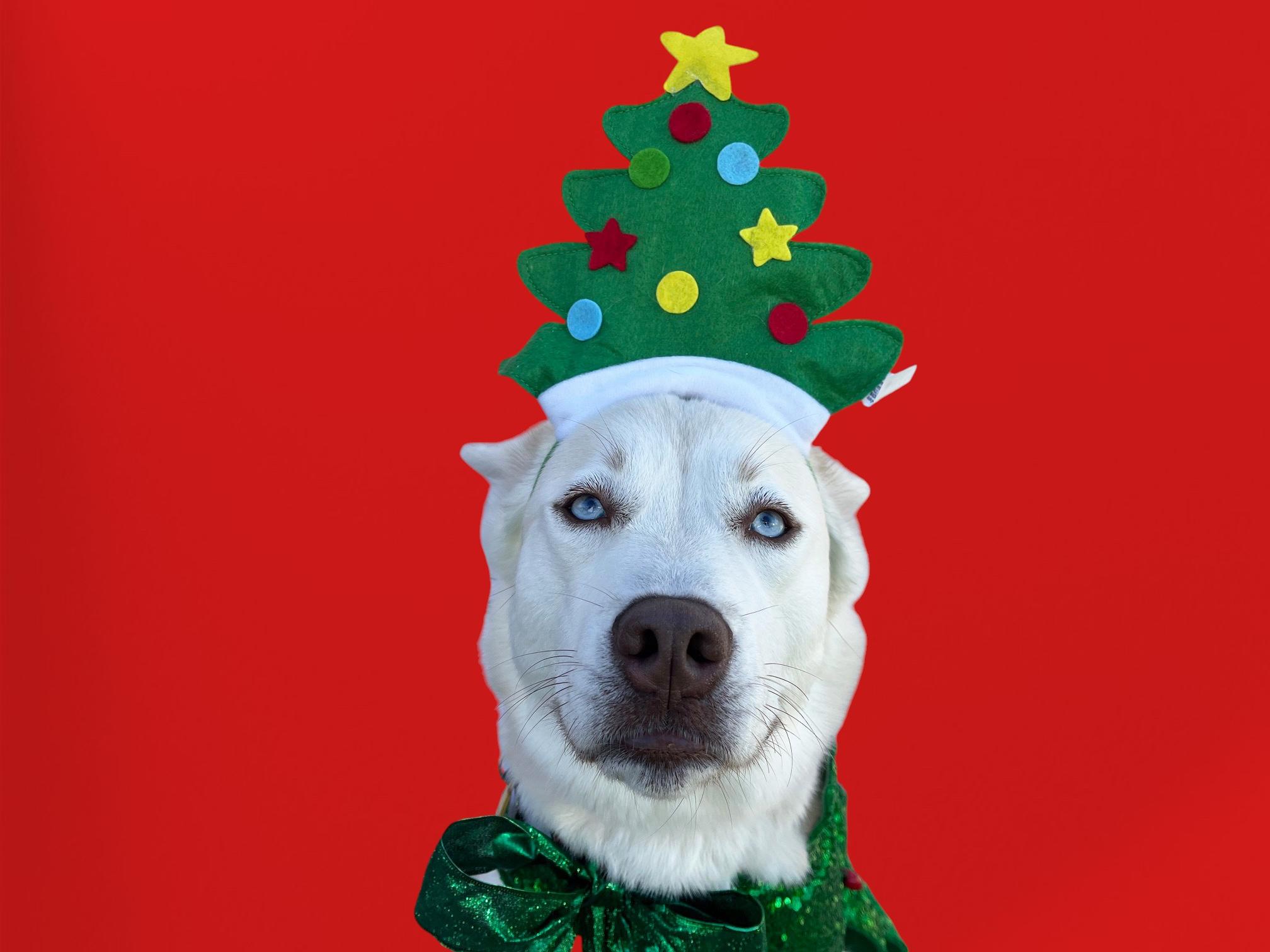 Enlarge Foxxy- ADOPT Me!! URGENT FOSTER NEEDED!, a Adoptable mixed breed in Redondo Beach, CA image 2/6