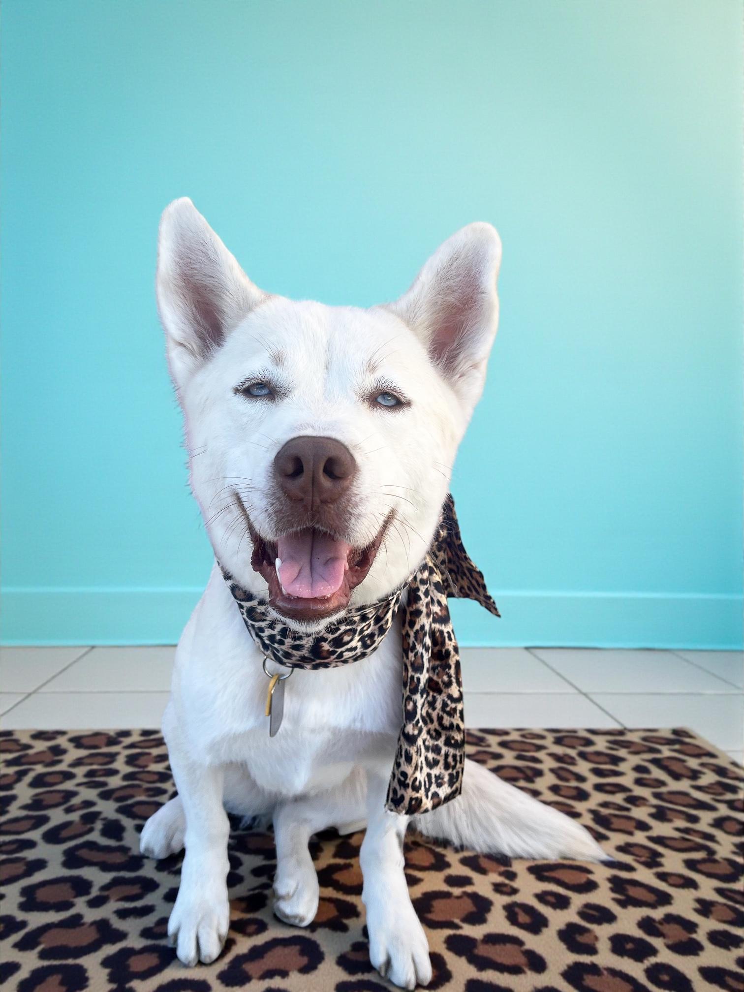 Foxxy- ADOPT Me!! URGENT FOSTER NEEDED!, a Adoptable mixed breed in Redondo Beach, CA image 2/6