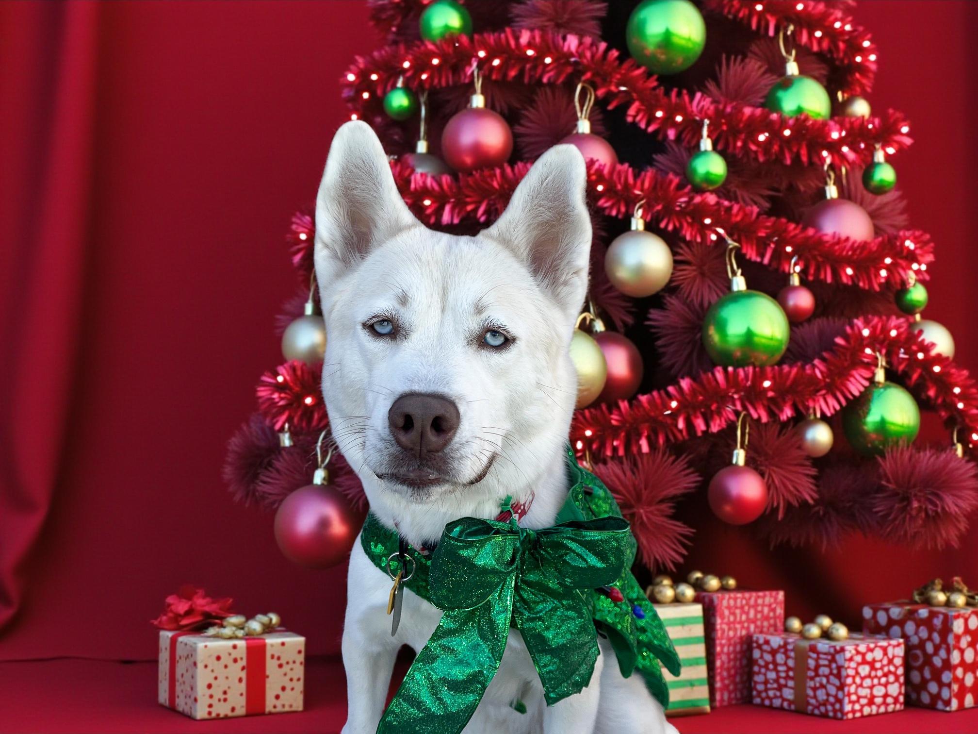 Enlarge Foxxy- ADOPT Me!! URGENT FOSTER NEEDED!, a Adoptable mixed breed in Redondo Beach, CA image 3/6