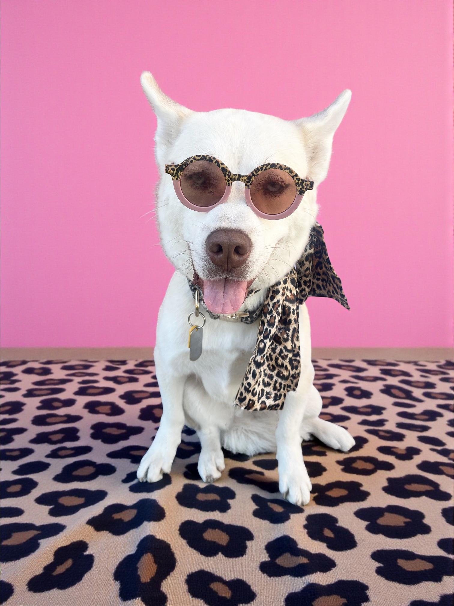 Foxxy- ADOPT Me!! URGENT FOSTER NEEDED!, a Adoptable mixed breed in Redondo Beach, CA image 3/6