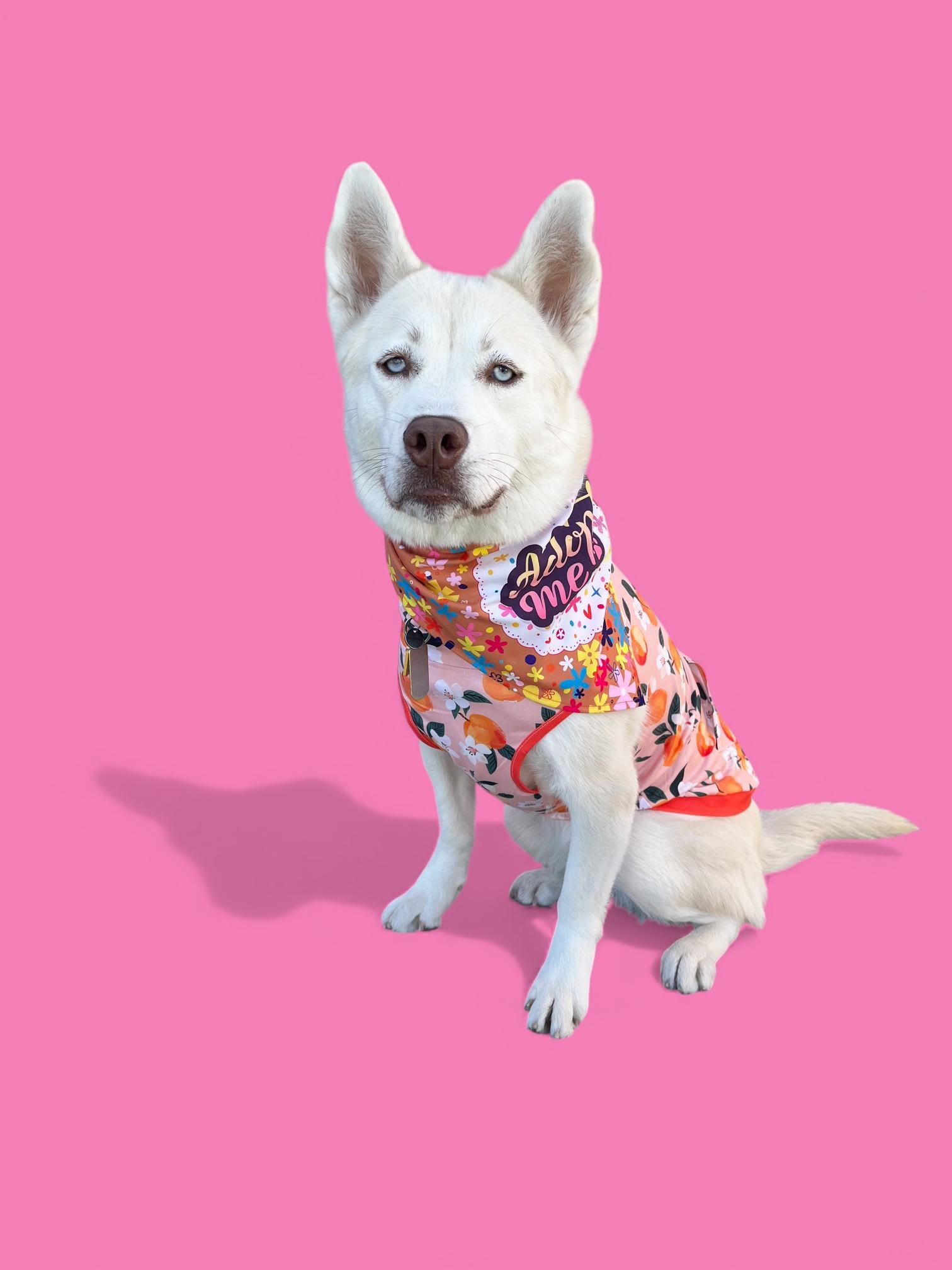 Enlarge Foxxy- ADOPT Me!! URGENT FOSTER NEEDED!, a Adoptable mixed breed in Redondo Beach, CA image 5/6