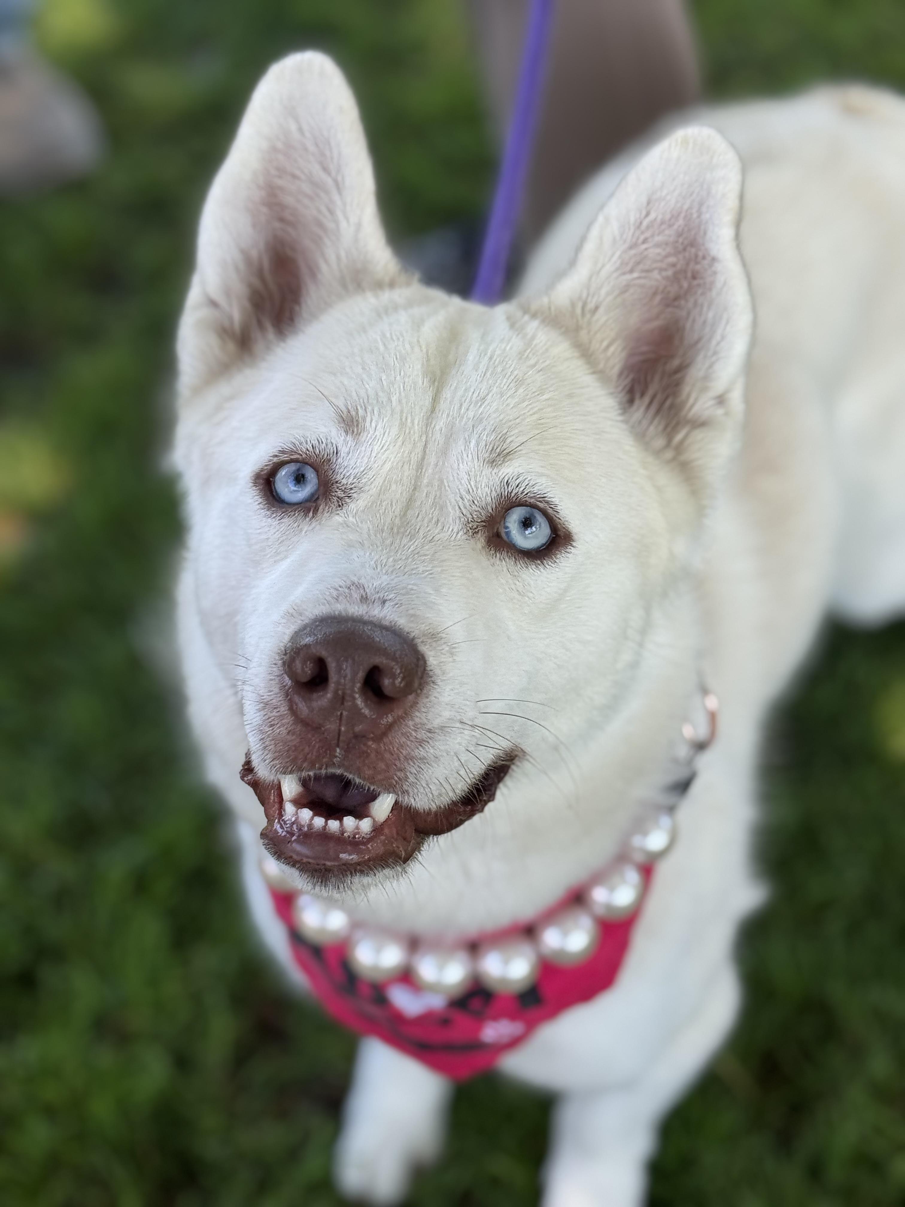 Foxxy- ADOPT Me!! URGENT FOSTER NEEDED!, a Adoptable mixed breed in Redondo Beach, CA image 4/6