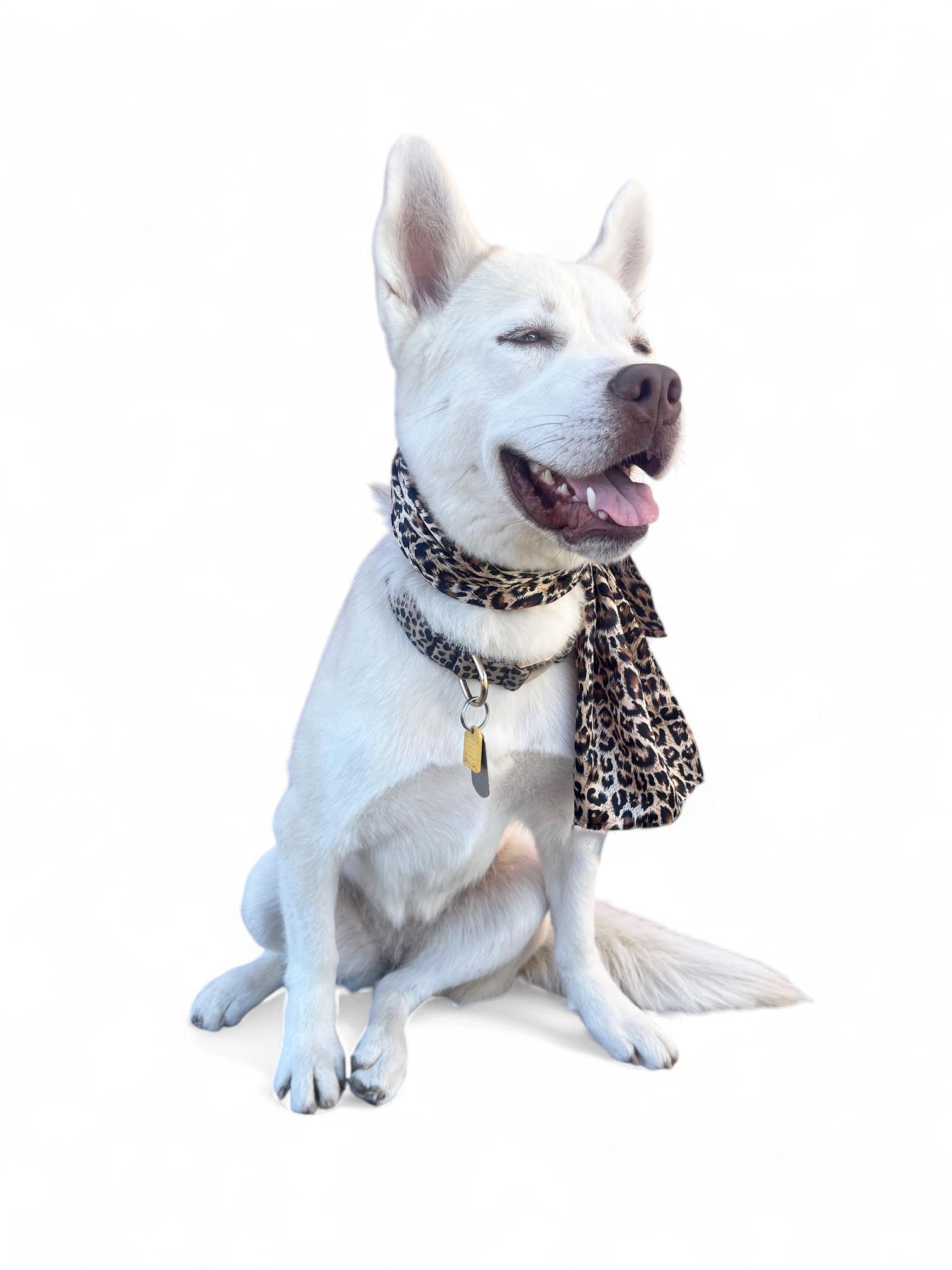 Foxxy- ADOPT Me!! URGENT FOSTER NEEDED!, a Adoptable mixed breed in Redondo Beach, CA image 5/6