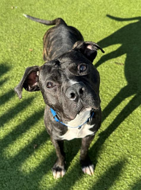 BATMAN, Adoptable, Young Male Terrier & Boxer.