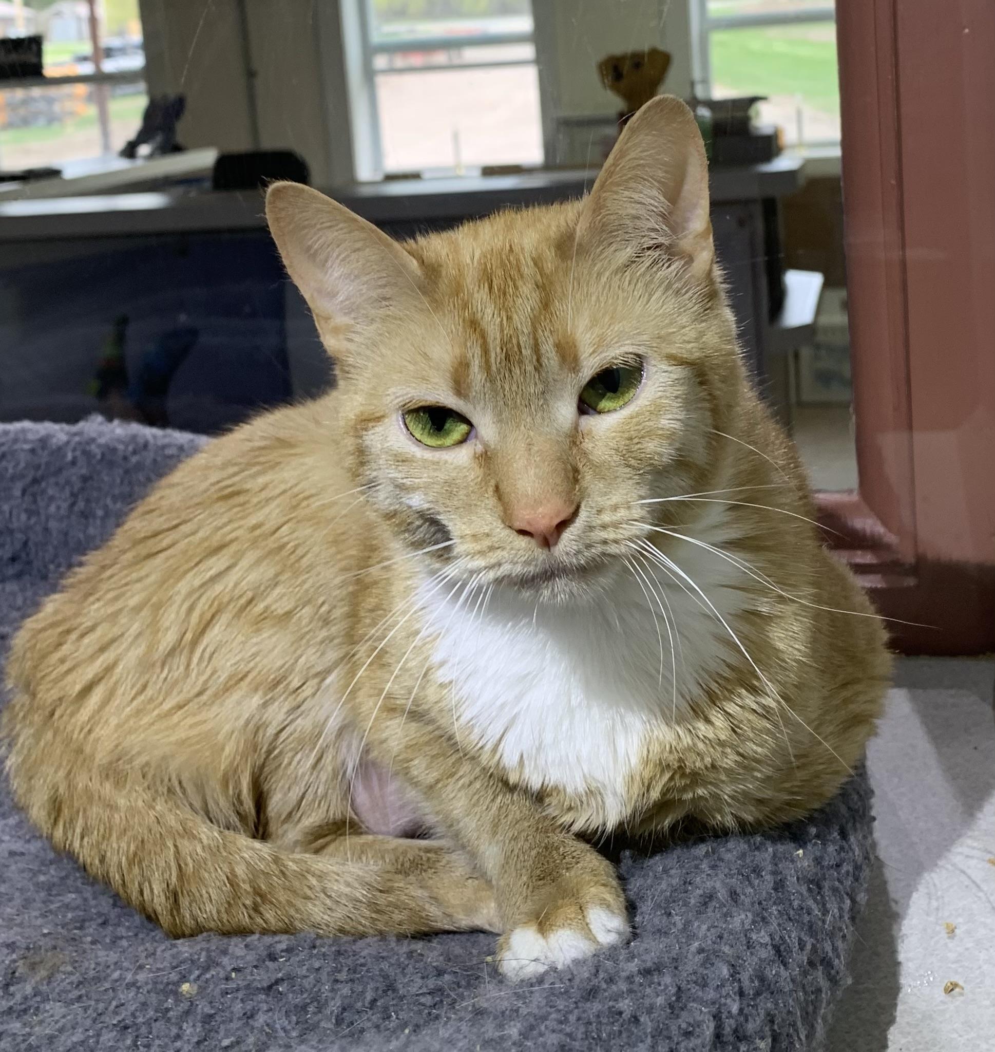 Marigold, ADOPTABLE, Young Female Domestic Short Hair.